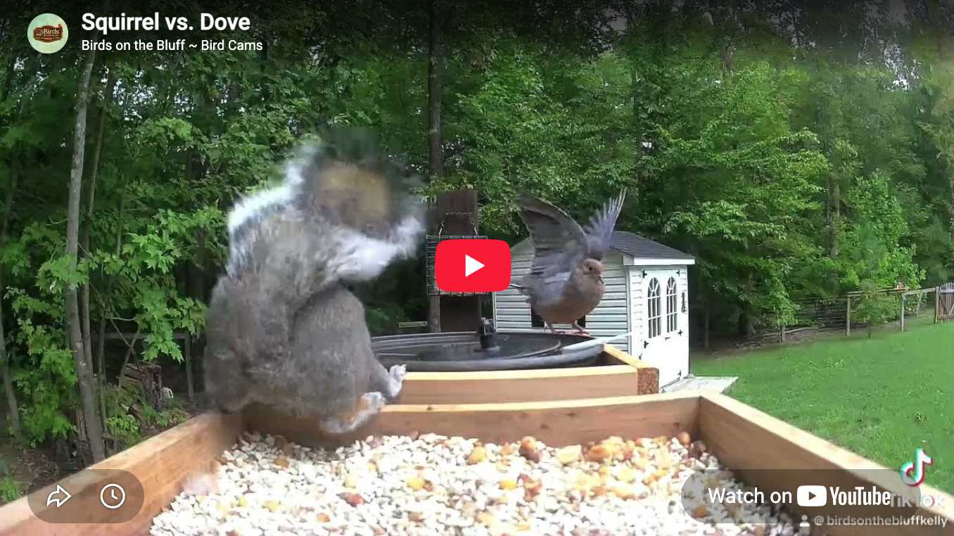 Squirrel vs. Dove