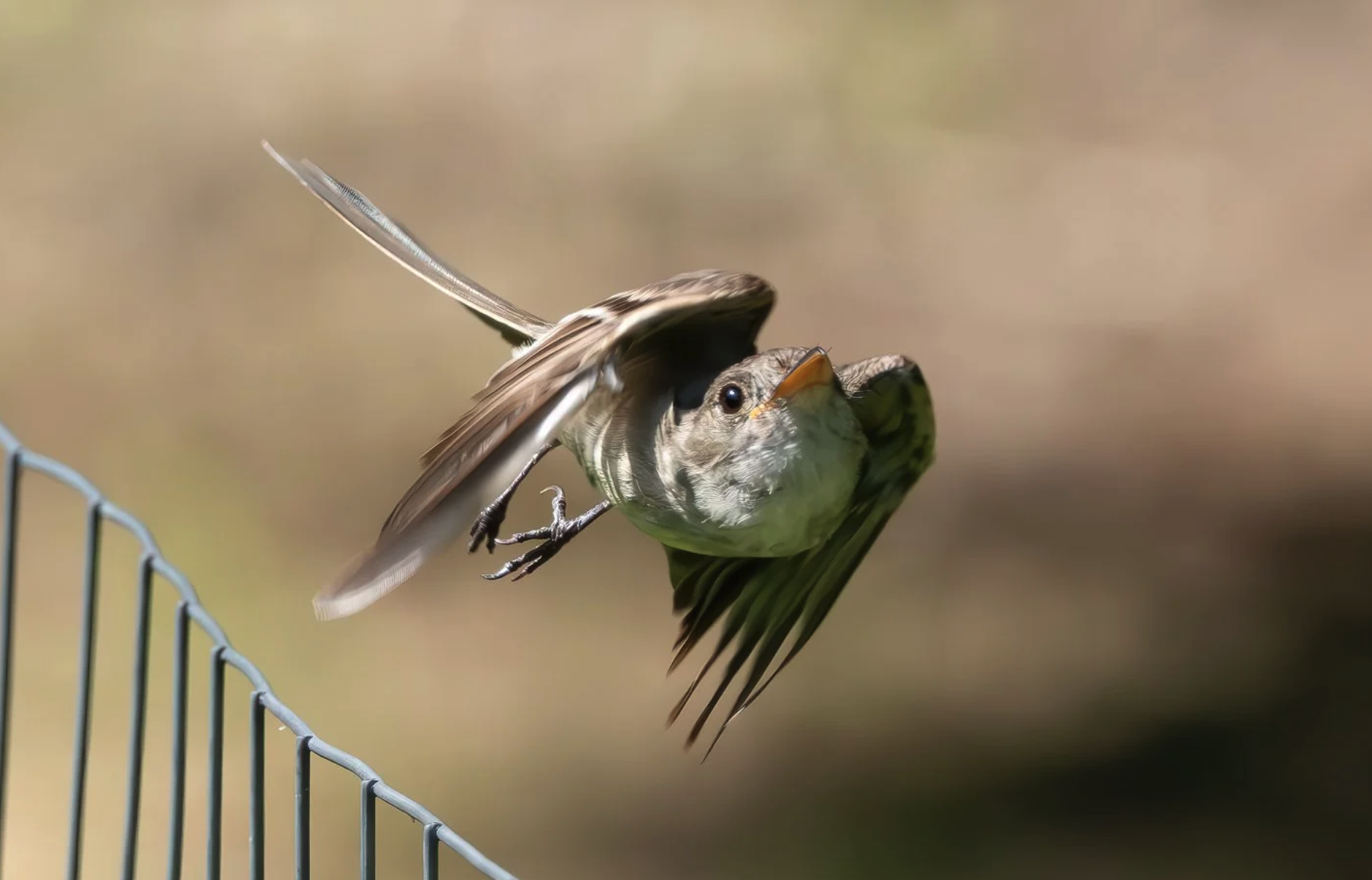 Eastern Wood-Pewee Takes Flight