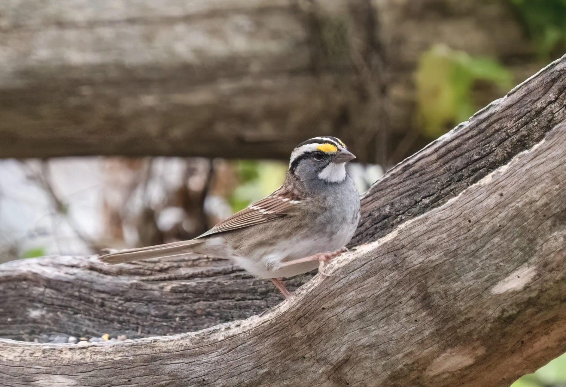 White-throated Sparrows