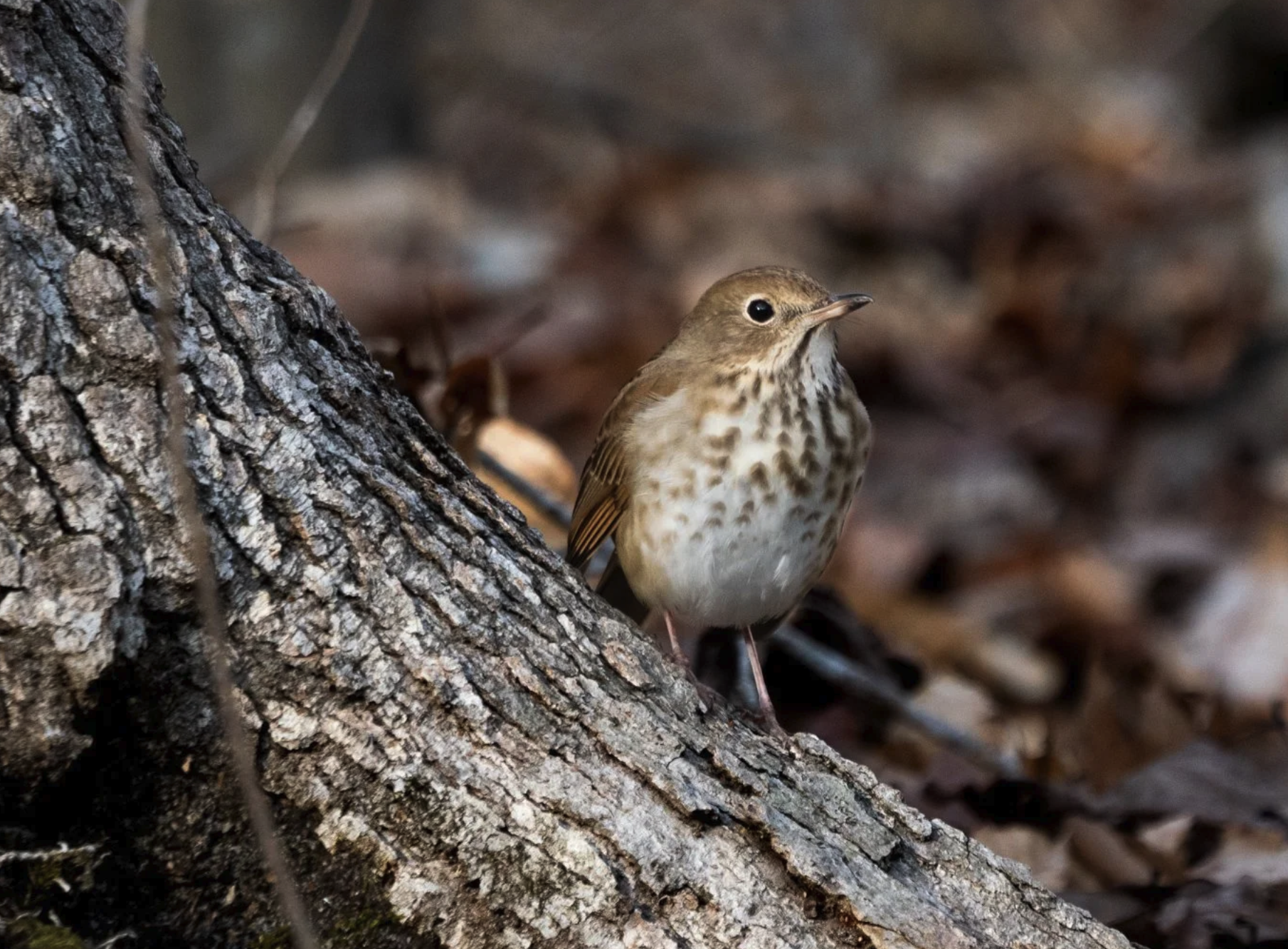 Hermit Thrush Visitor