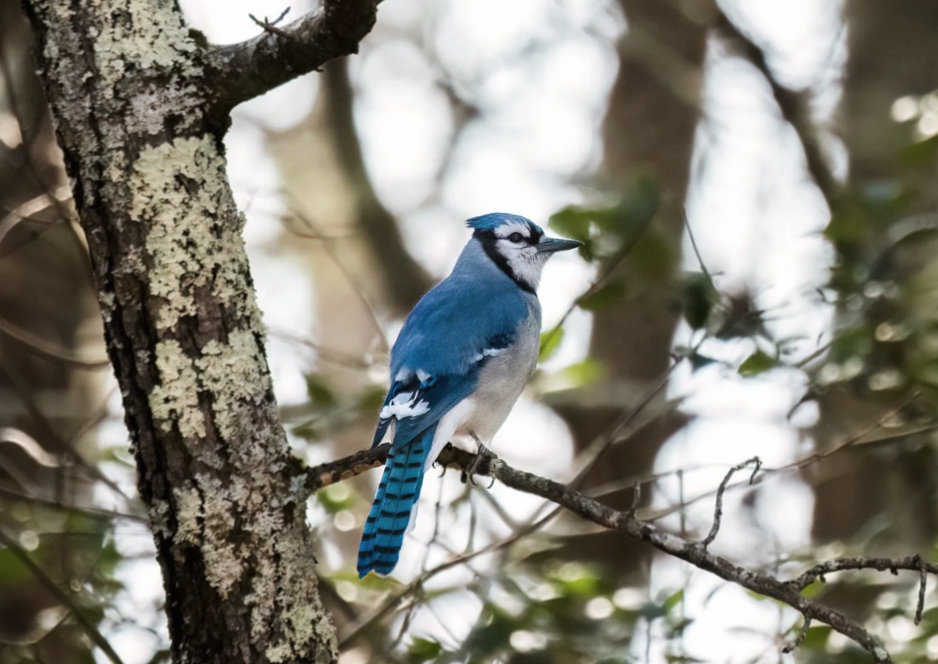 Blue Jay on the Bluff