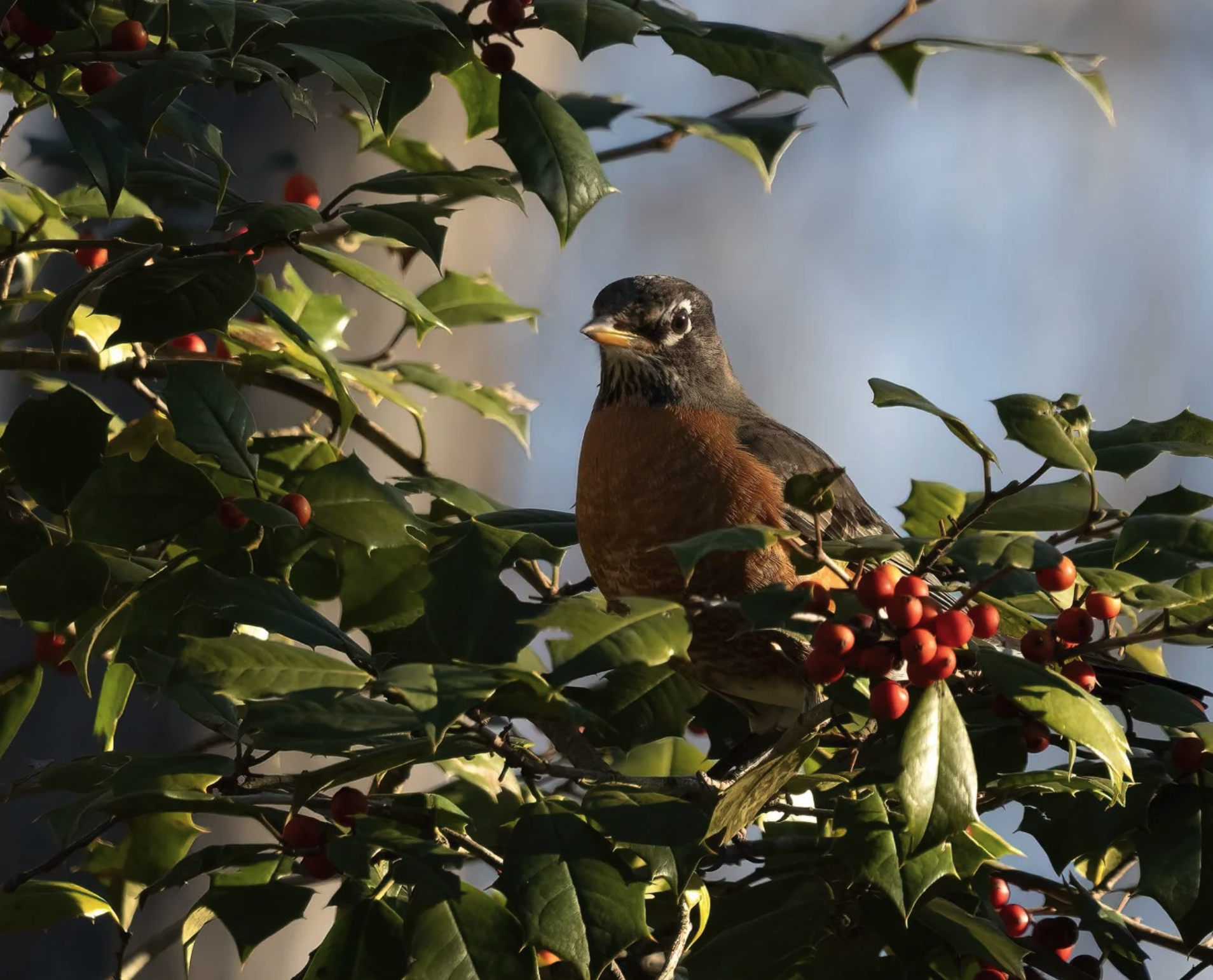 American Robin Among the Holly