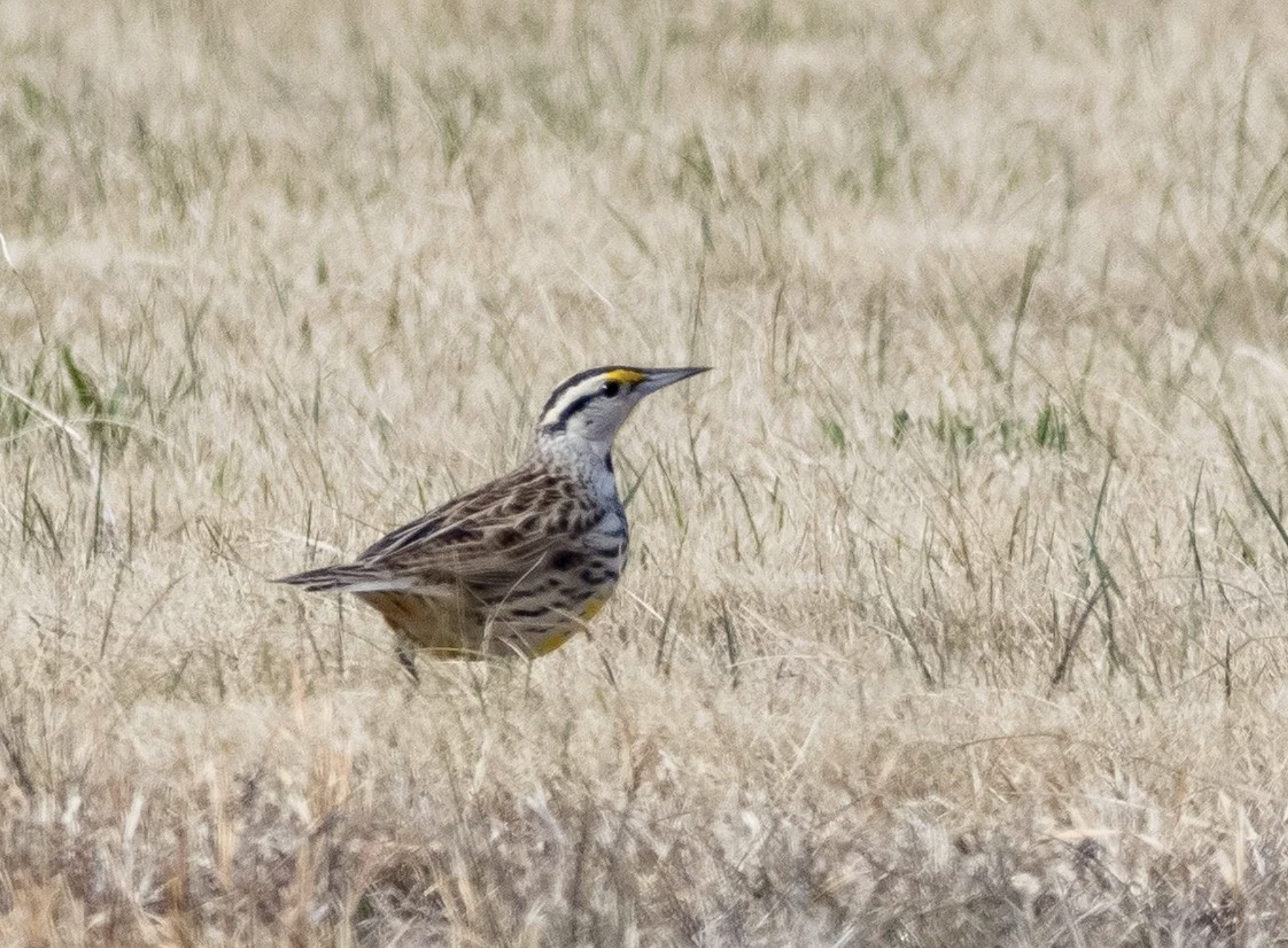 Eastern Meadowlarks