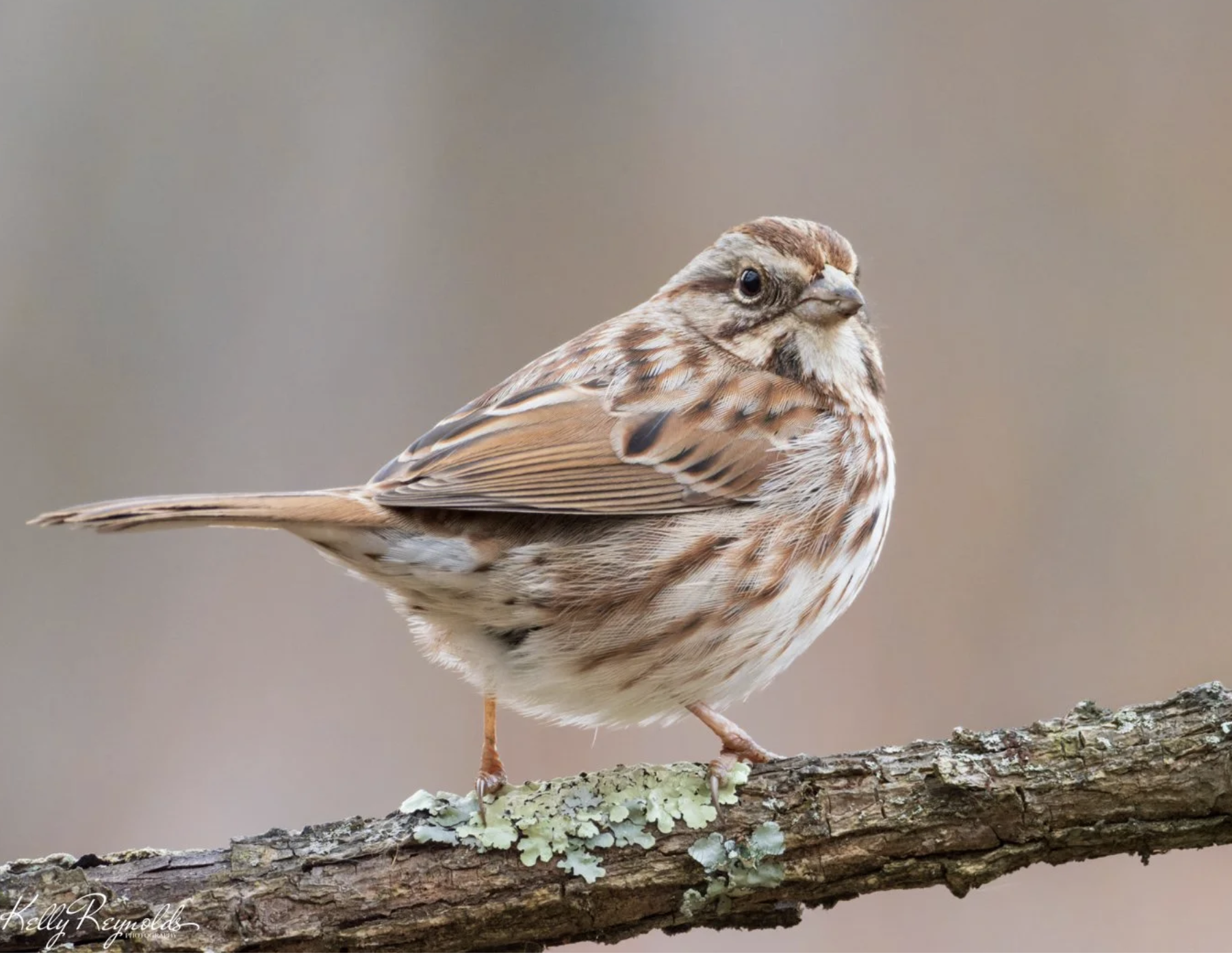 Song Sparrow