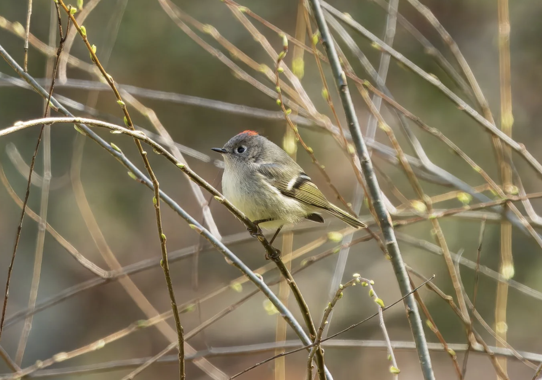 Ruby-Crowned Kinglet - a first on the bluff