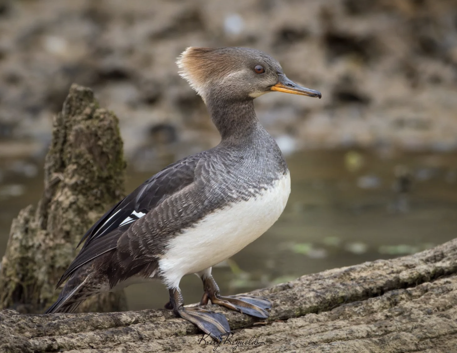 Female Merganser