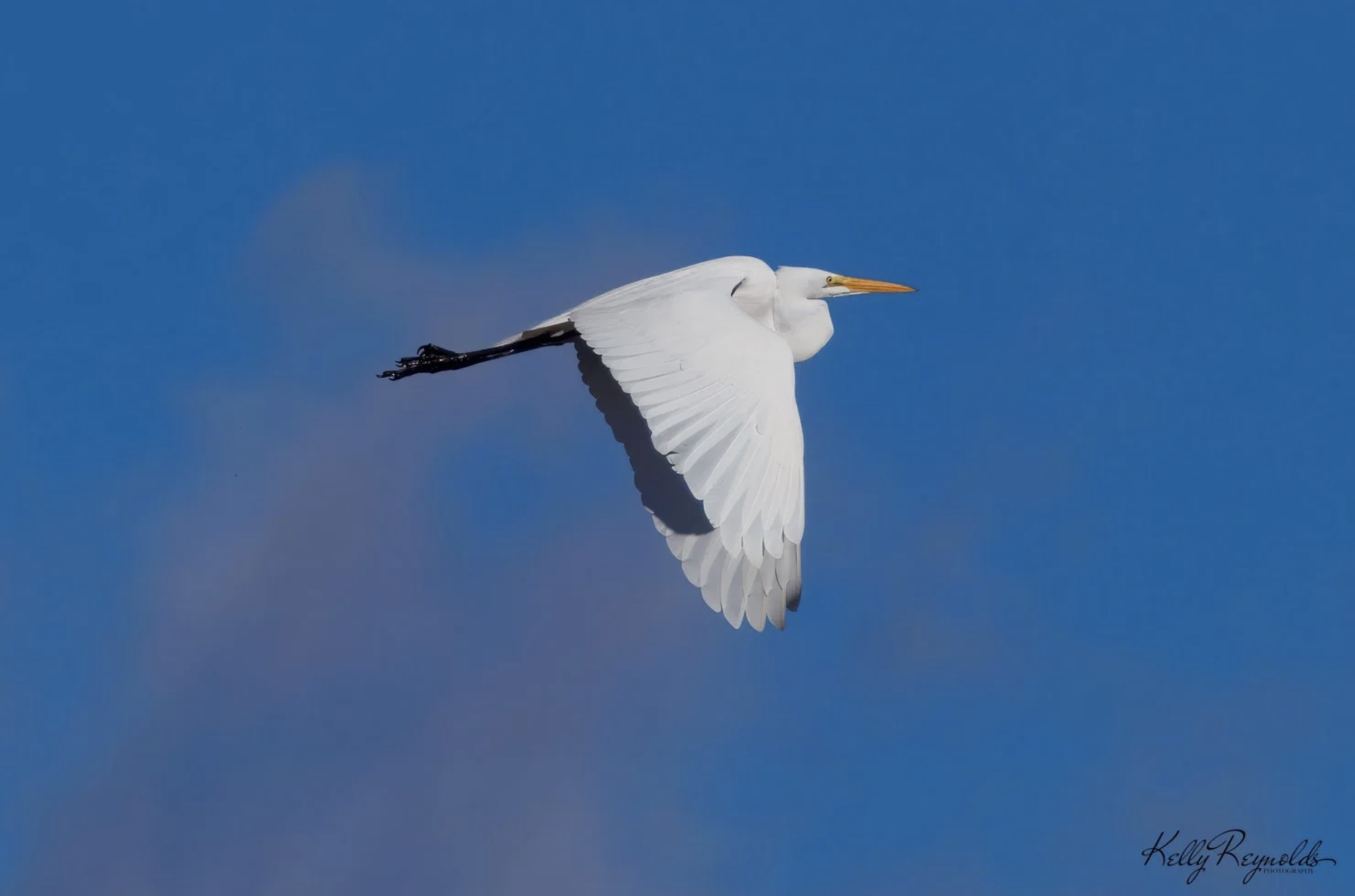 Egret in Flight