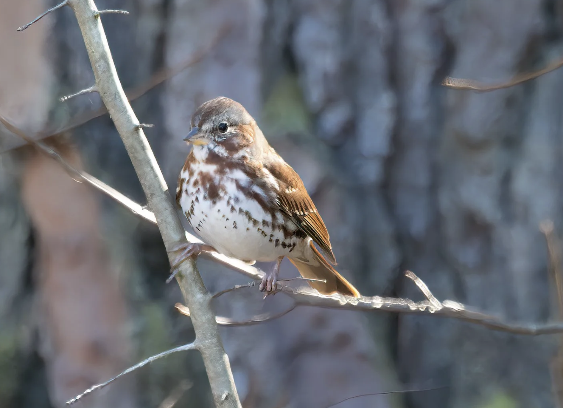 Lifer ~ Fox Sparrow