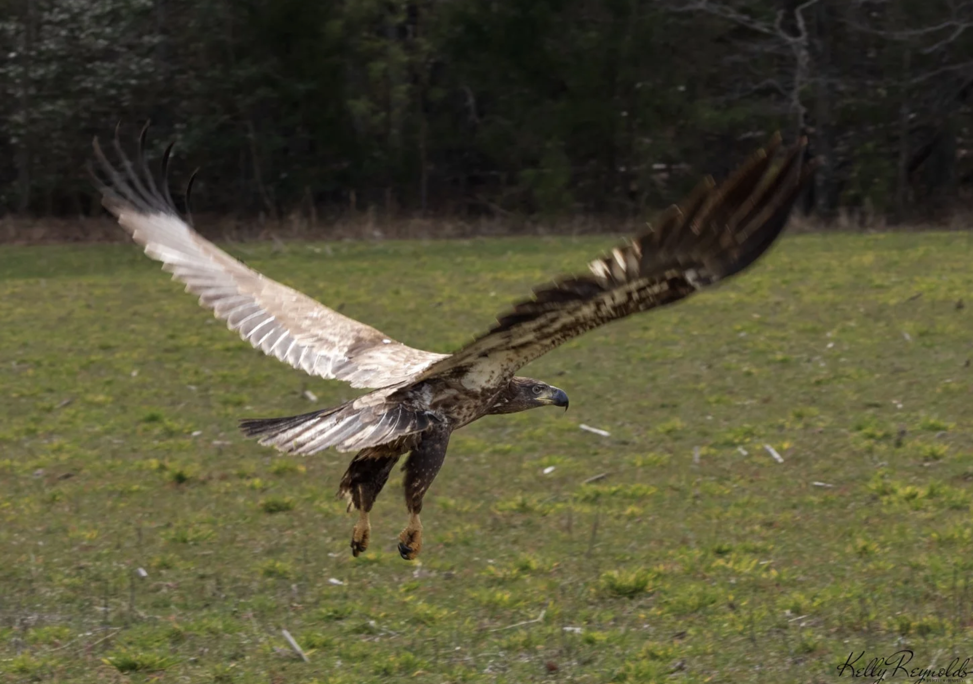 Juvenile Bald Eagle