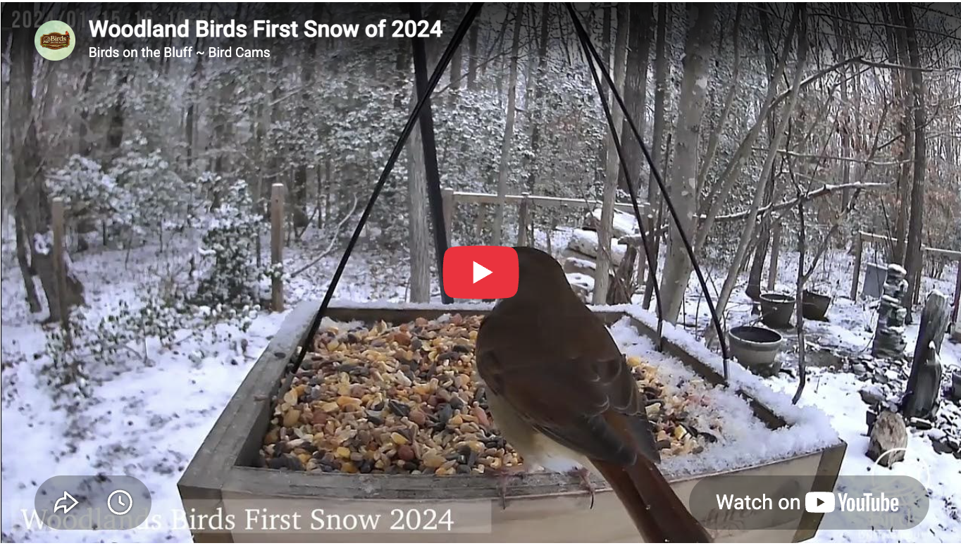 Woodland Birds First Snow 2024