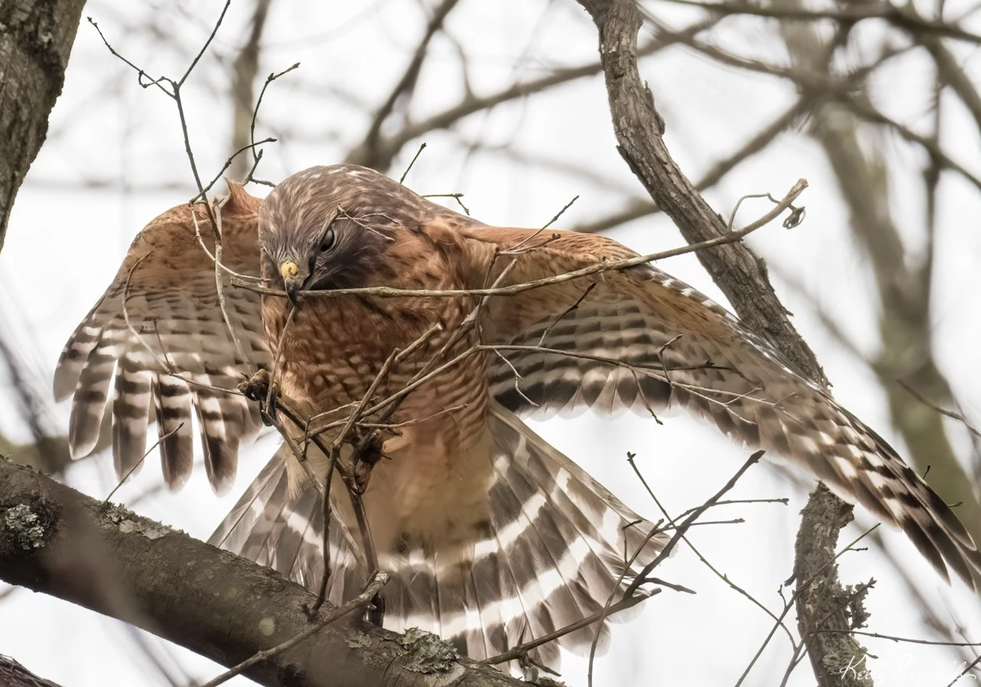 Nesting Season Has Started