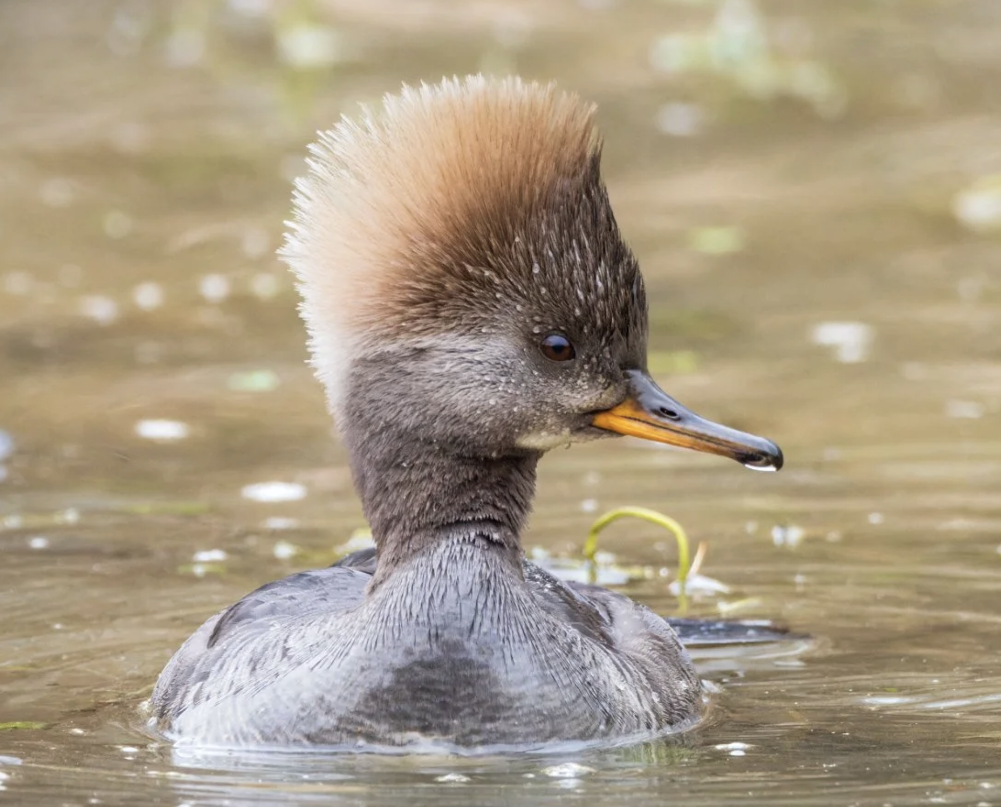 Merganser Couple