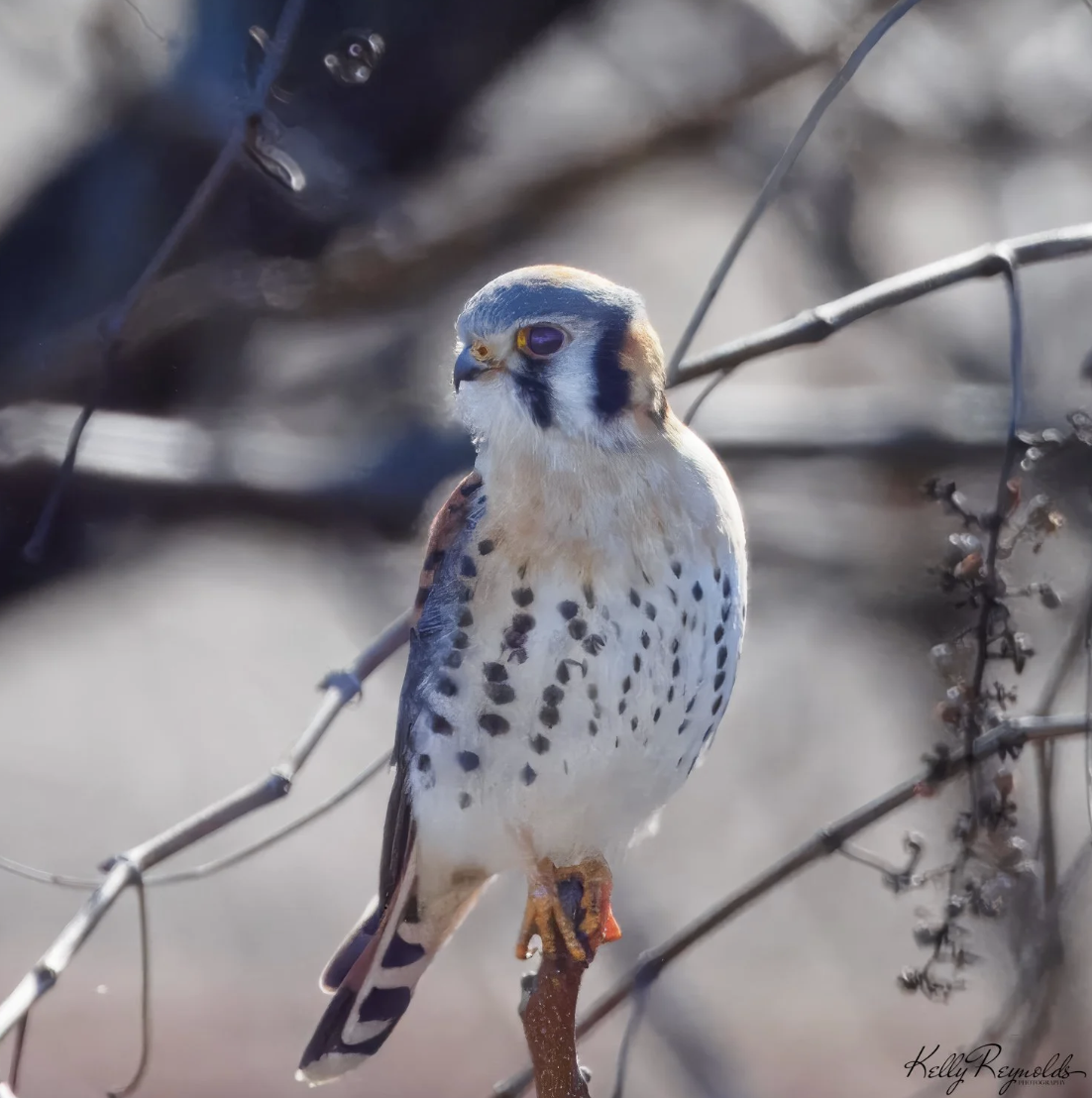 Richmond Flood Wall Kestrel