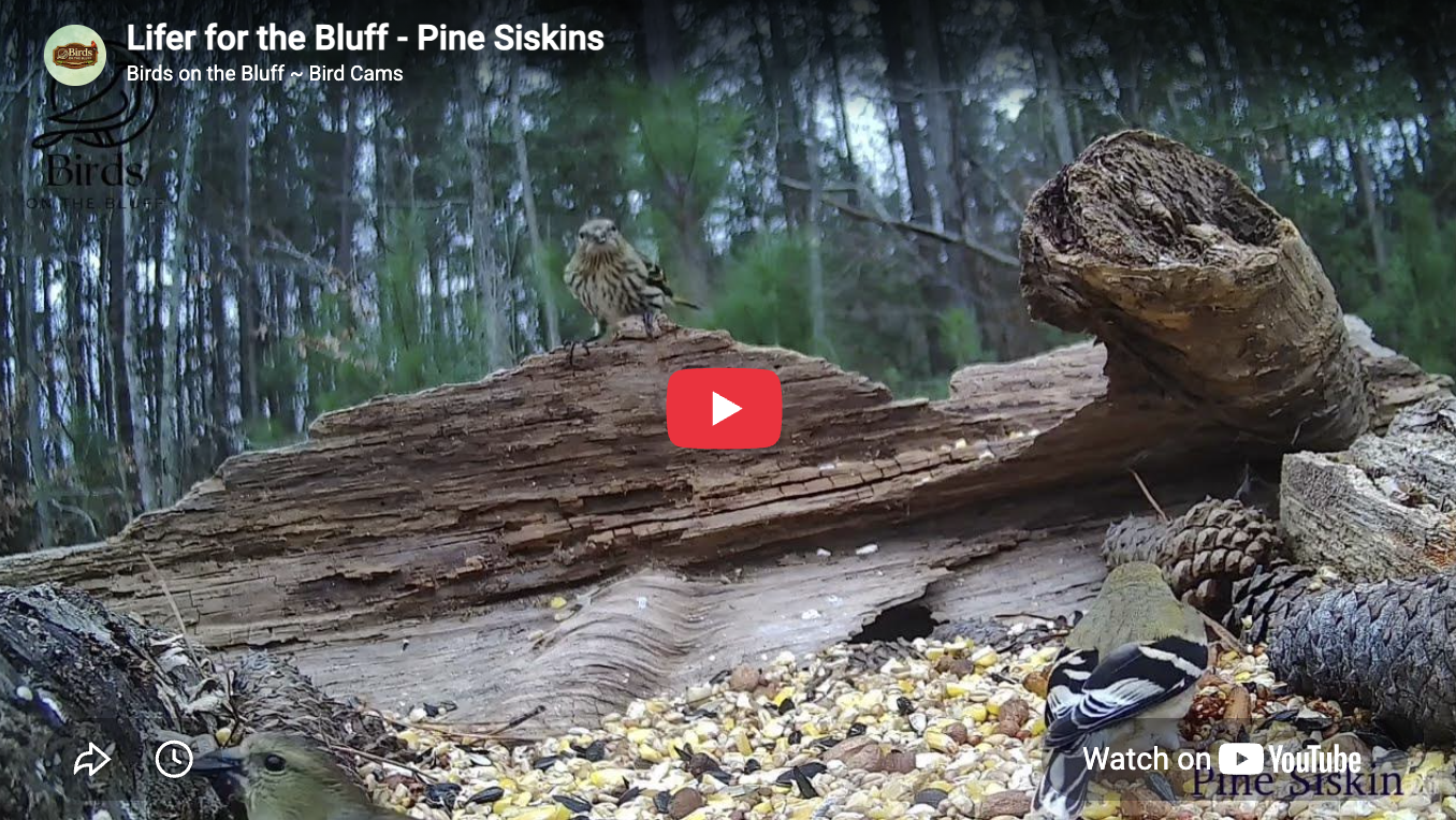 New Lifers on the Bluff - Pine Siskin