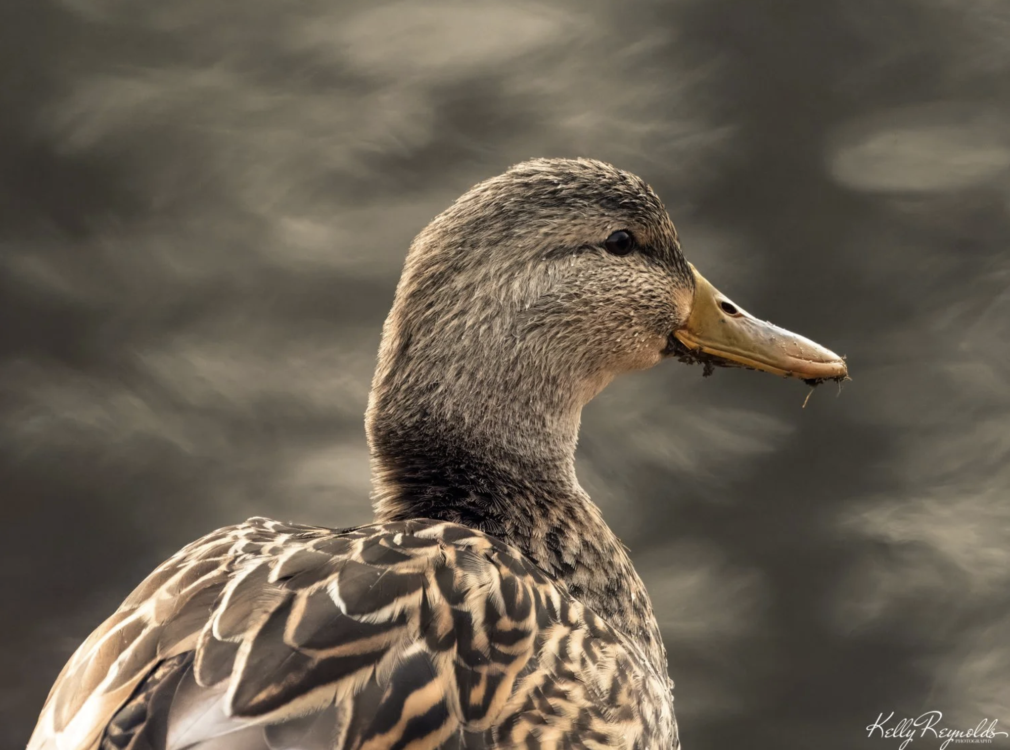 Female Mallard