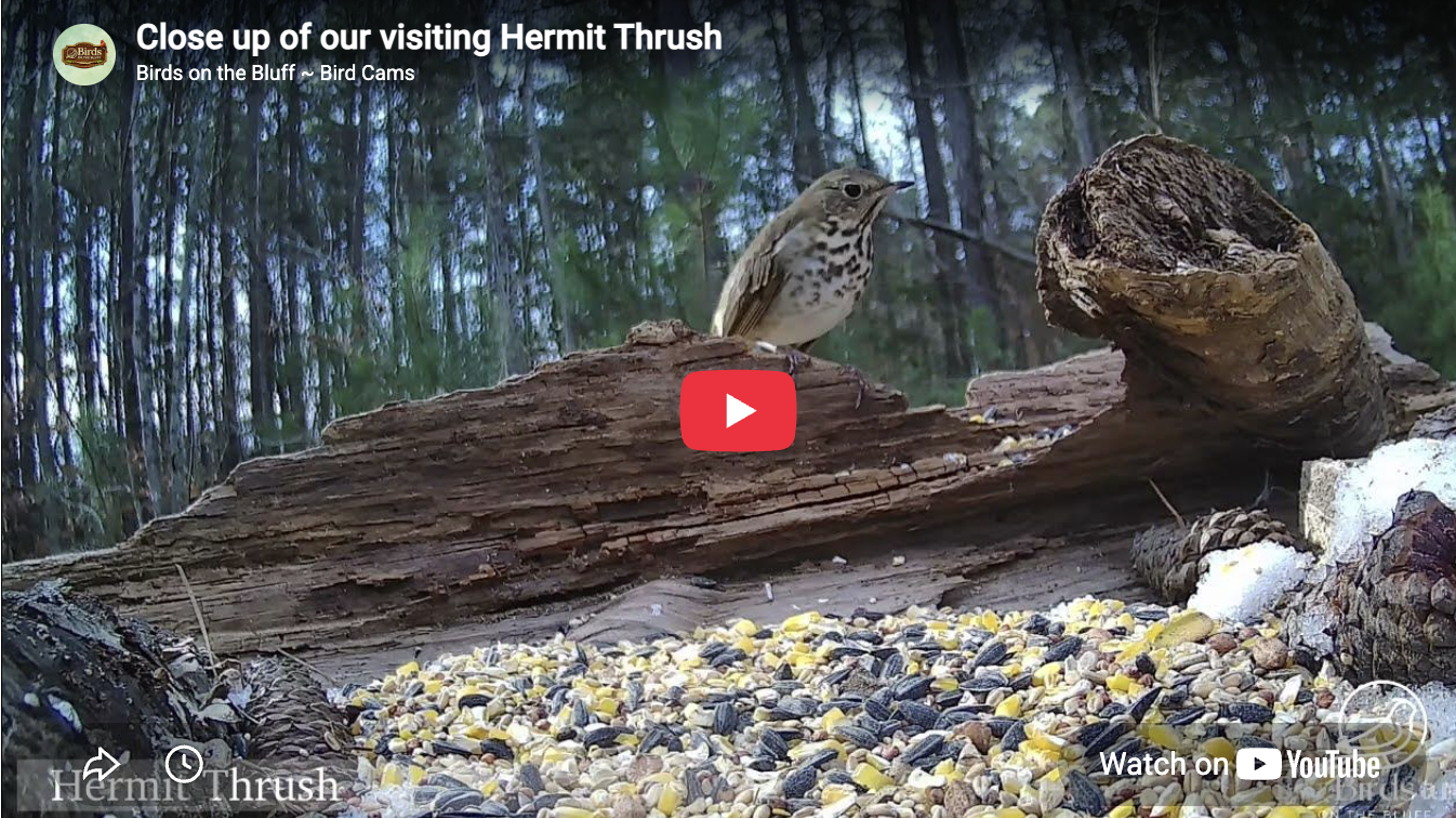 Hermit Thrush Visitor