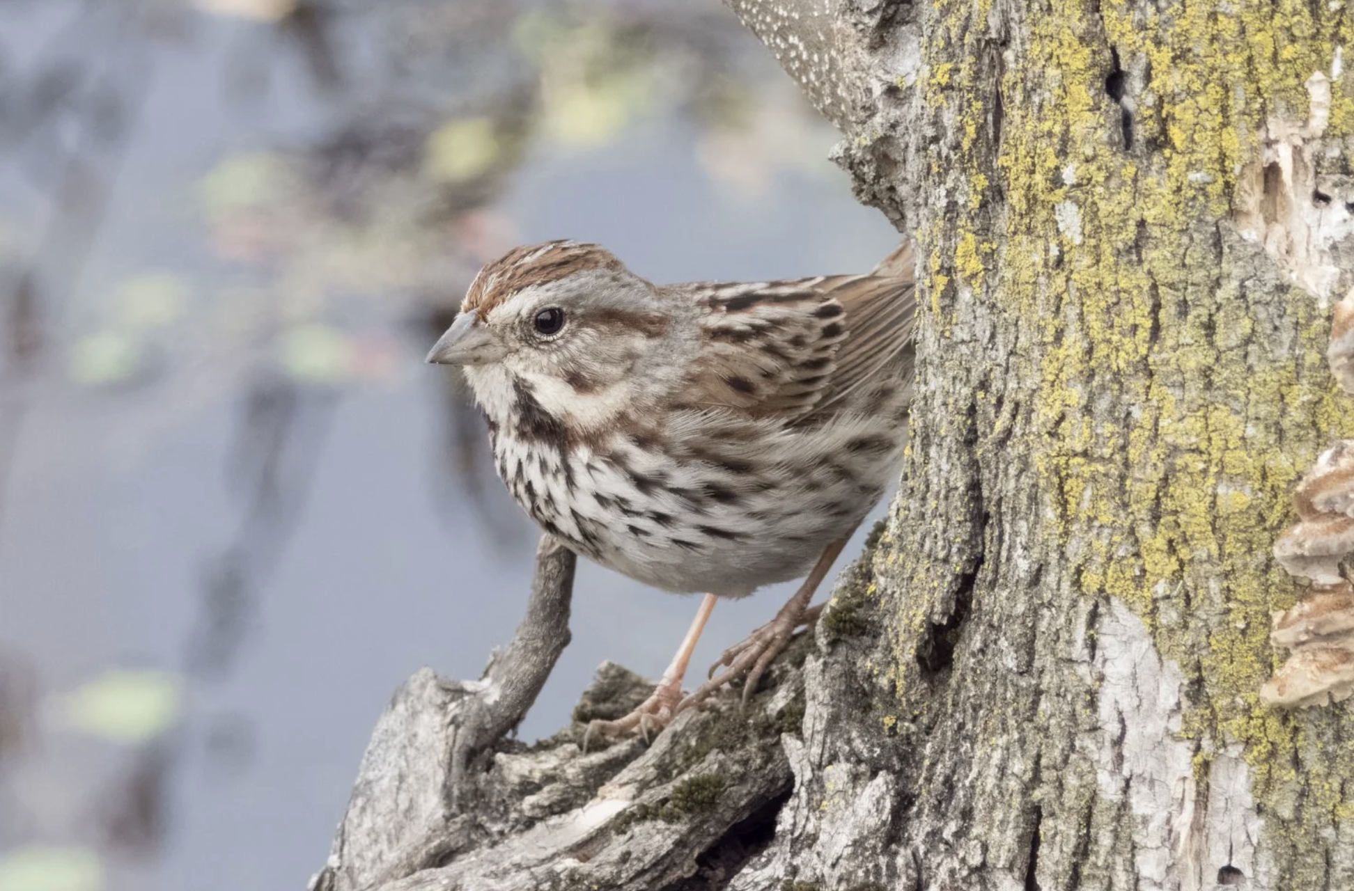 Song Sparrow