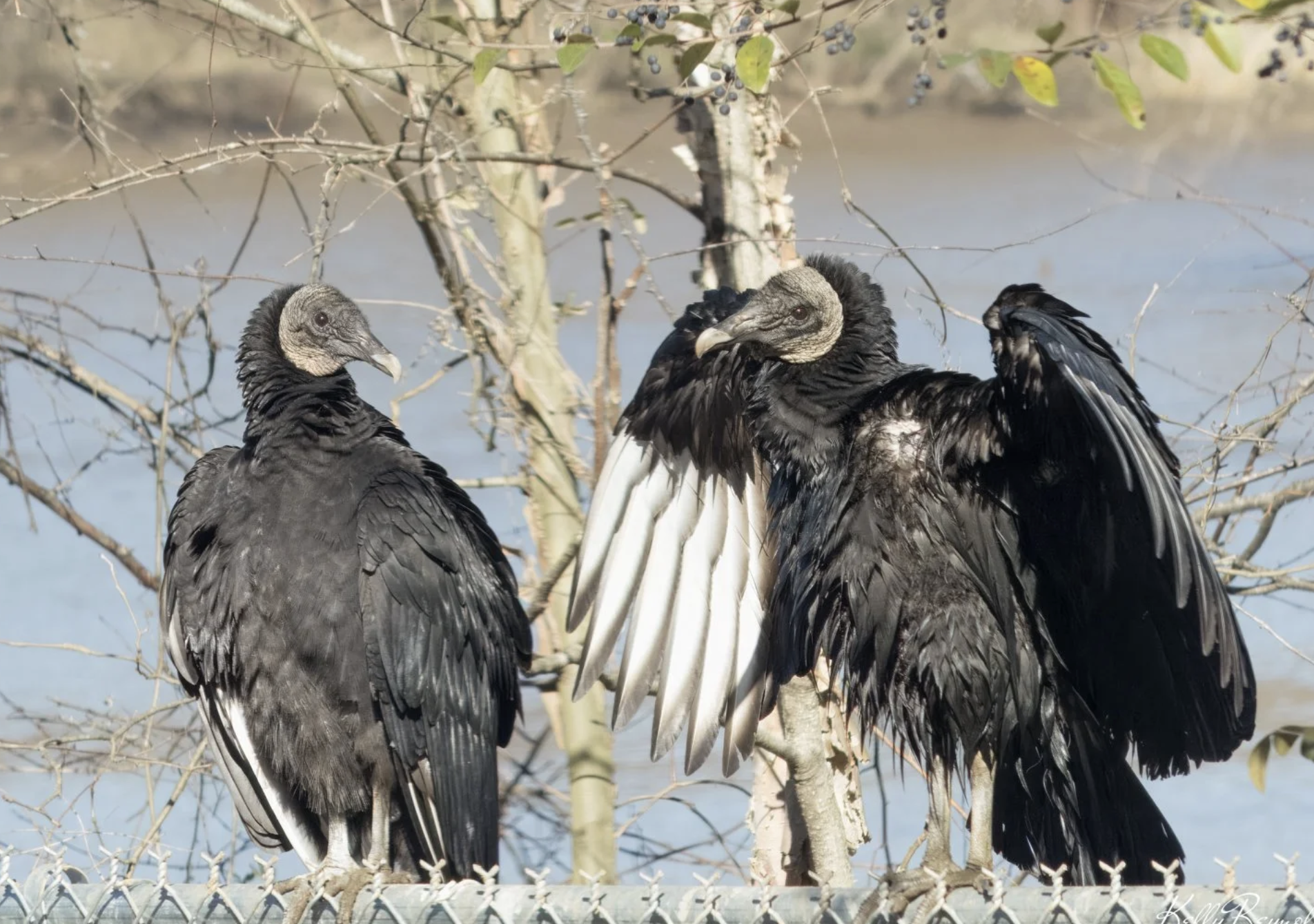 Vultures of Dutch Gap