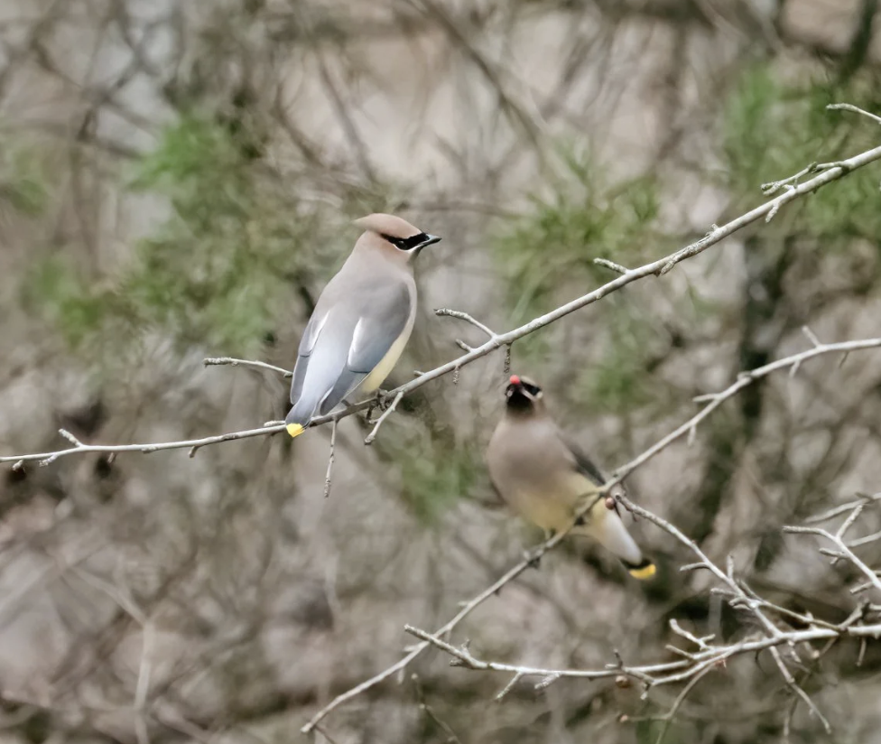 So Many Waxwings