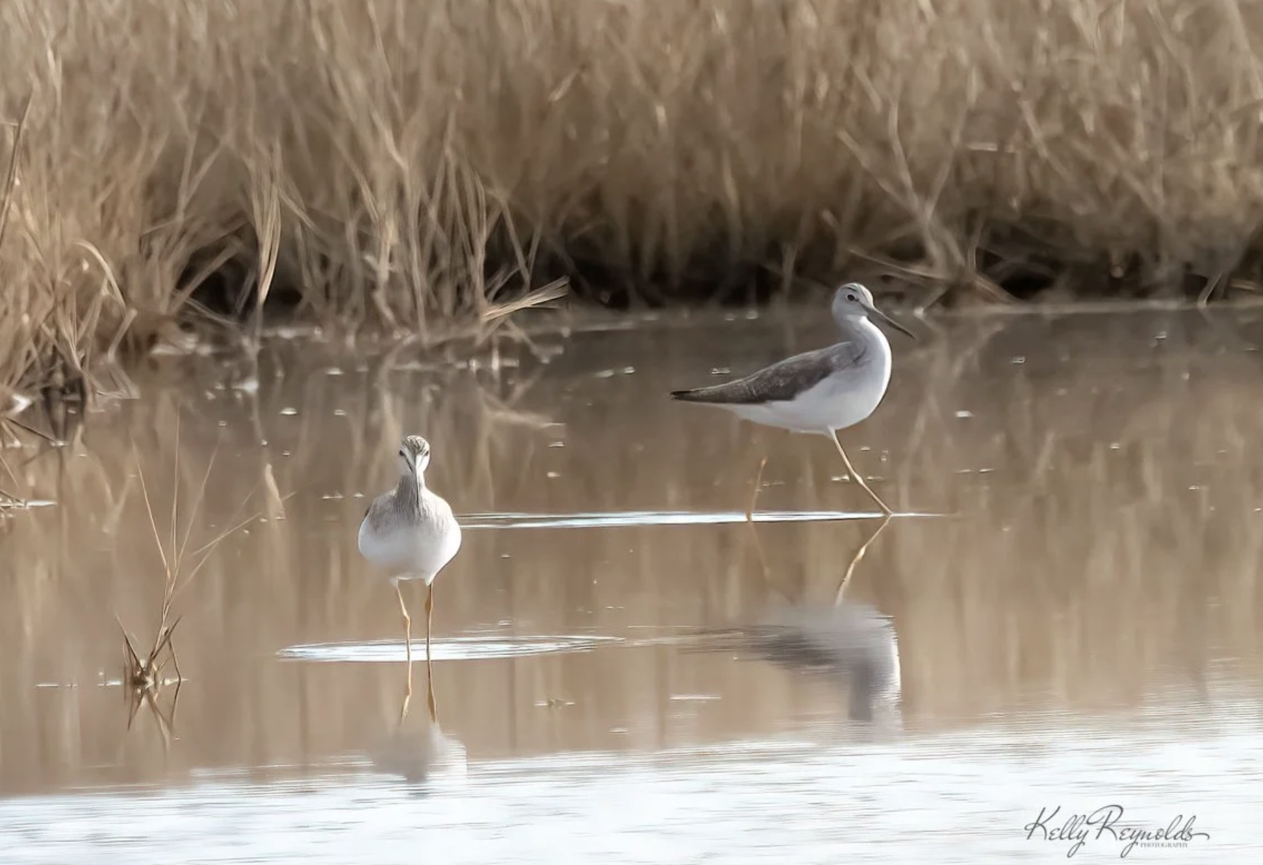 Greater Yellowlegs - Lifer