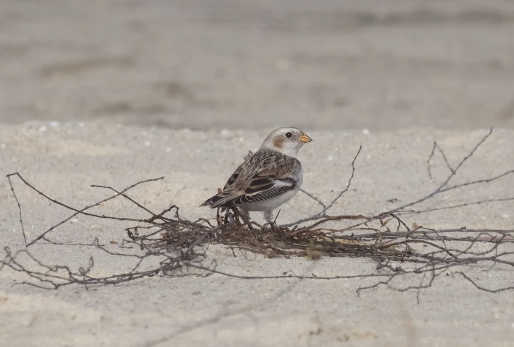 Snow Bunting -Lifer!