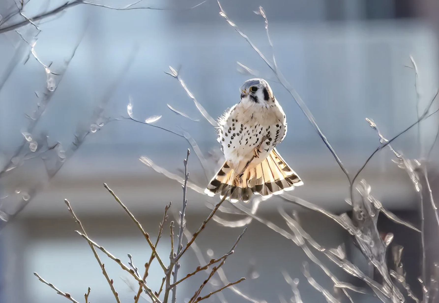 "Famous" Richmond American Kestrel (Male)