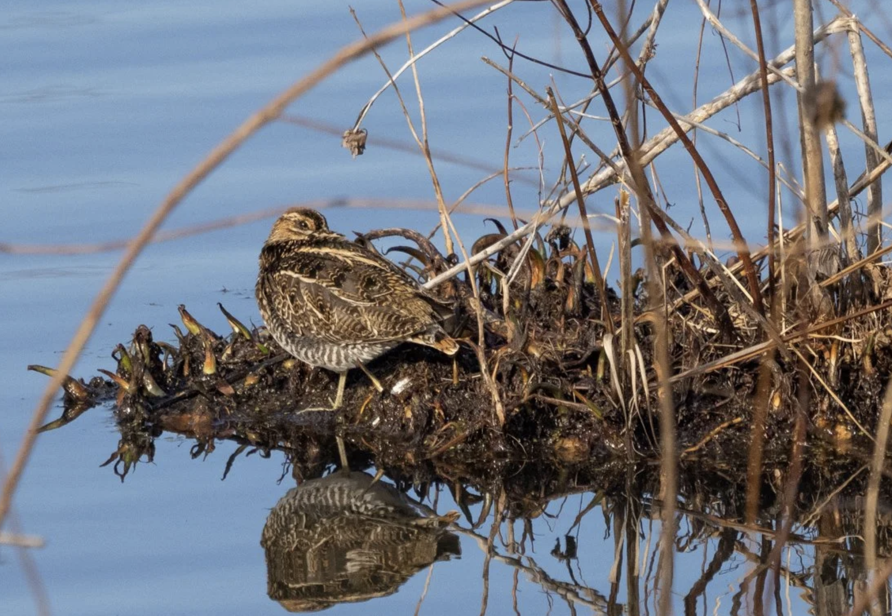 Wilson's Snipe - Lifer for Me
