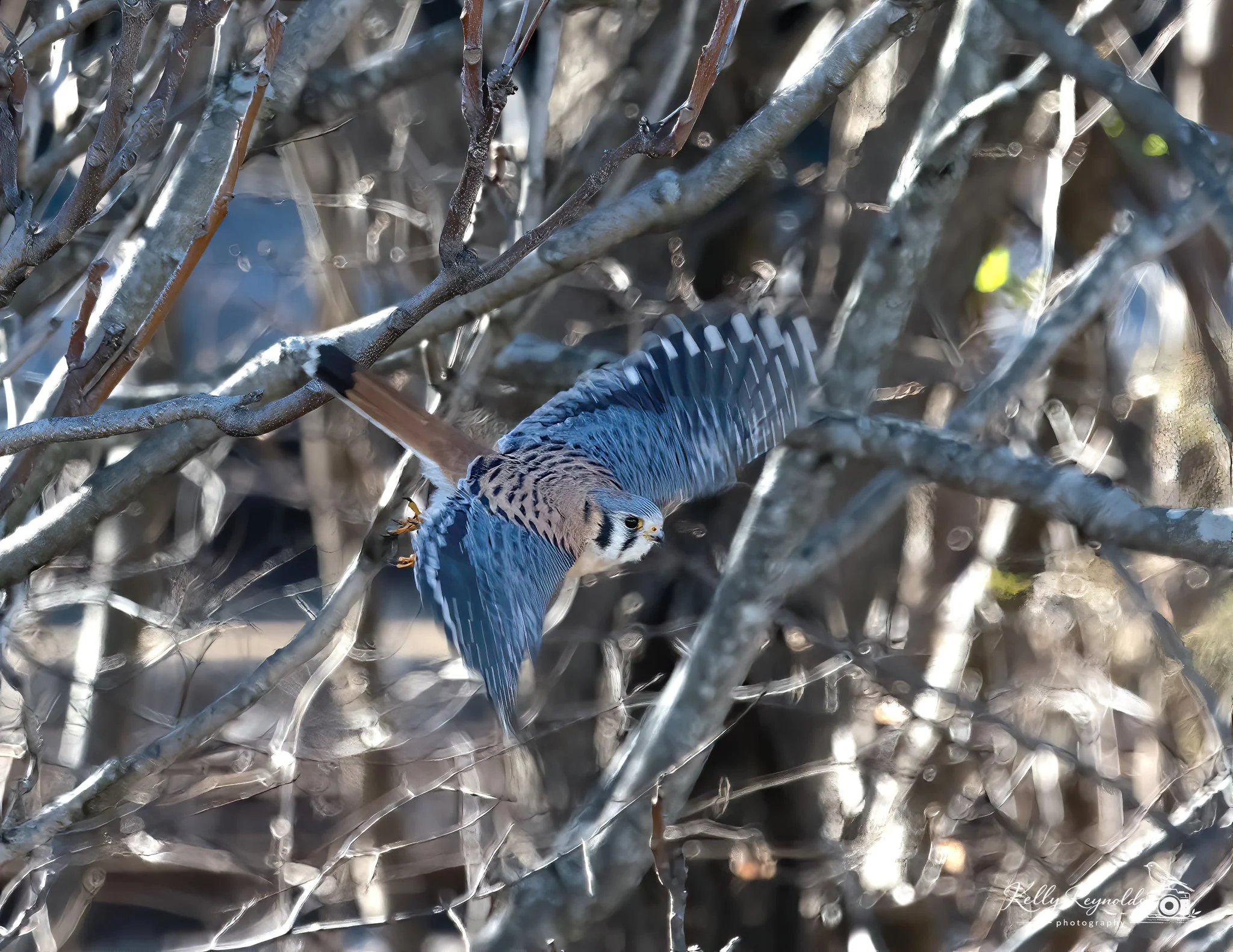 01.15.23 Birding_4467-Edit.jpg