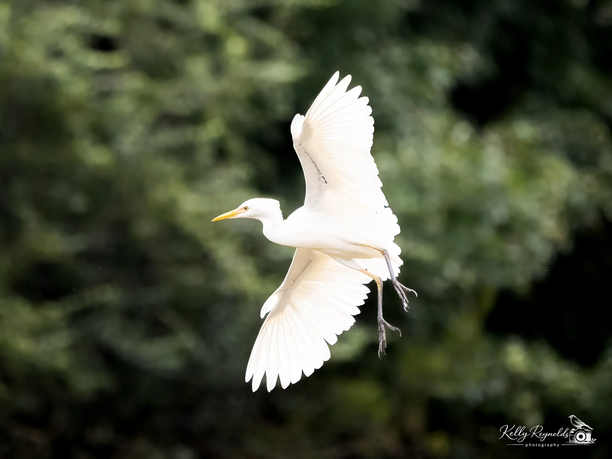 Cattle Egret-2.jpg