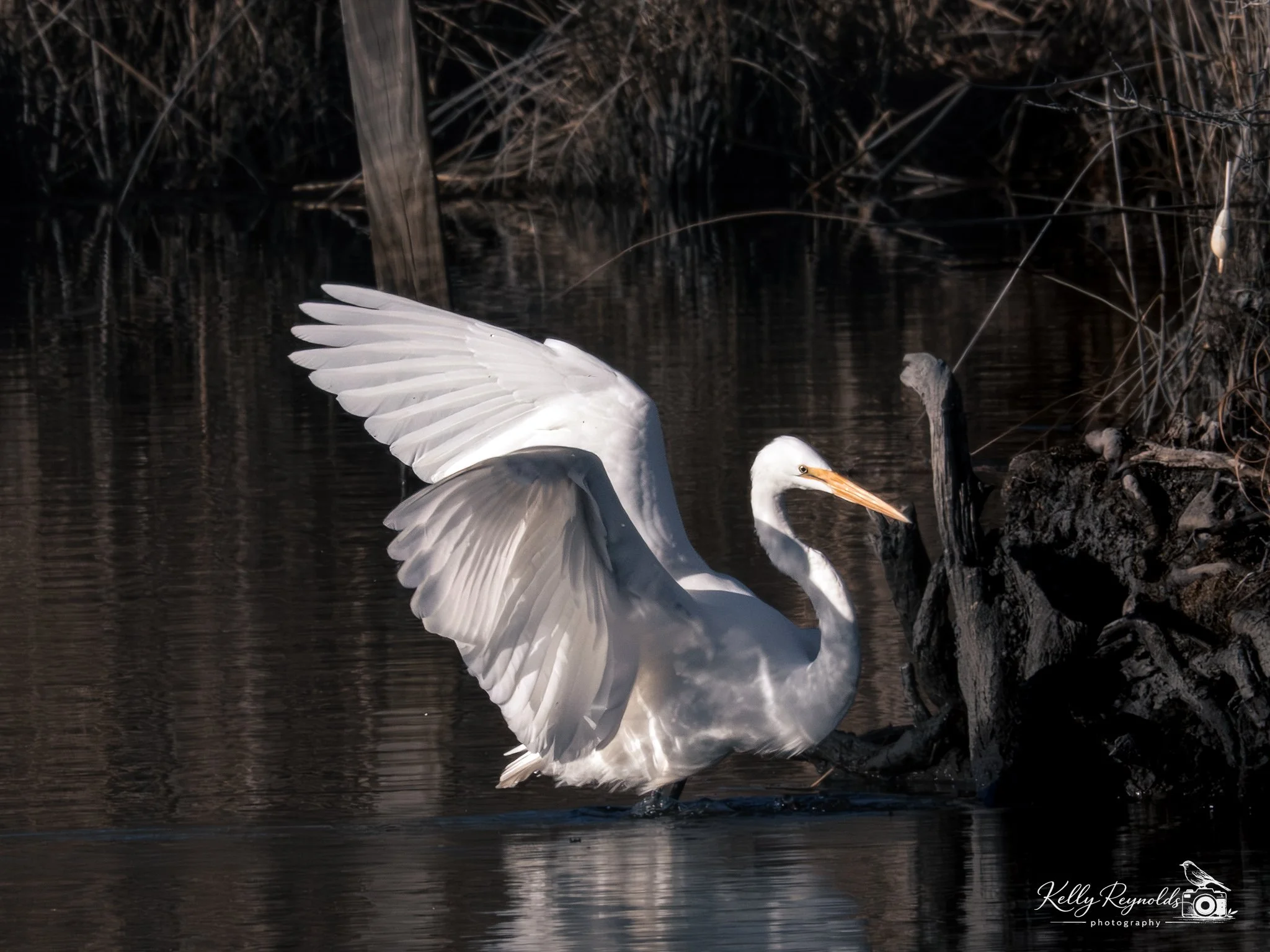 _C302556-Edit.jpg