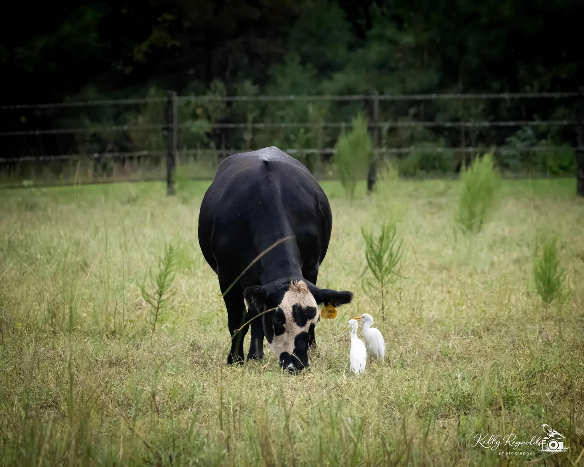 Cattle Egret-4.jpg