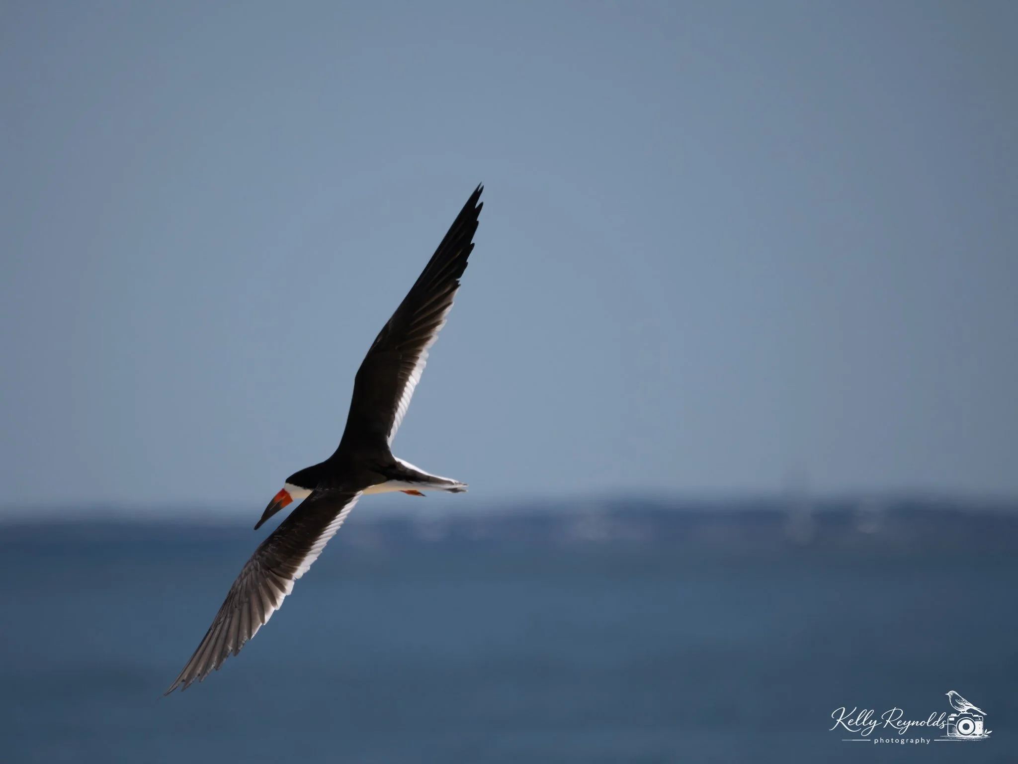 _5243815-Edit.jpg