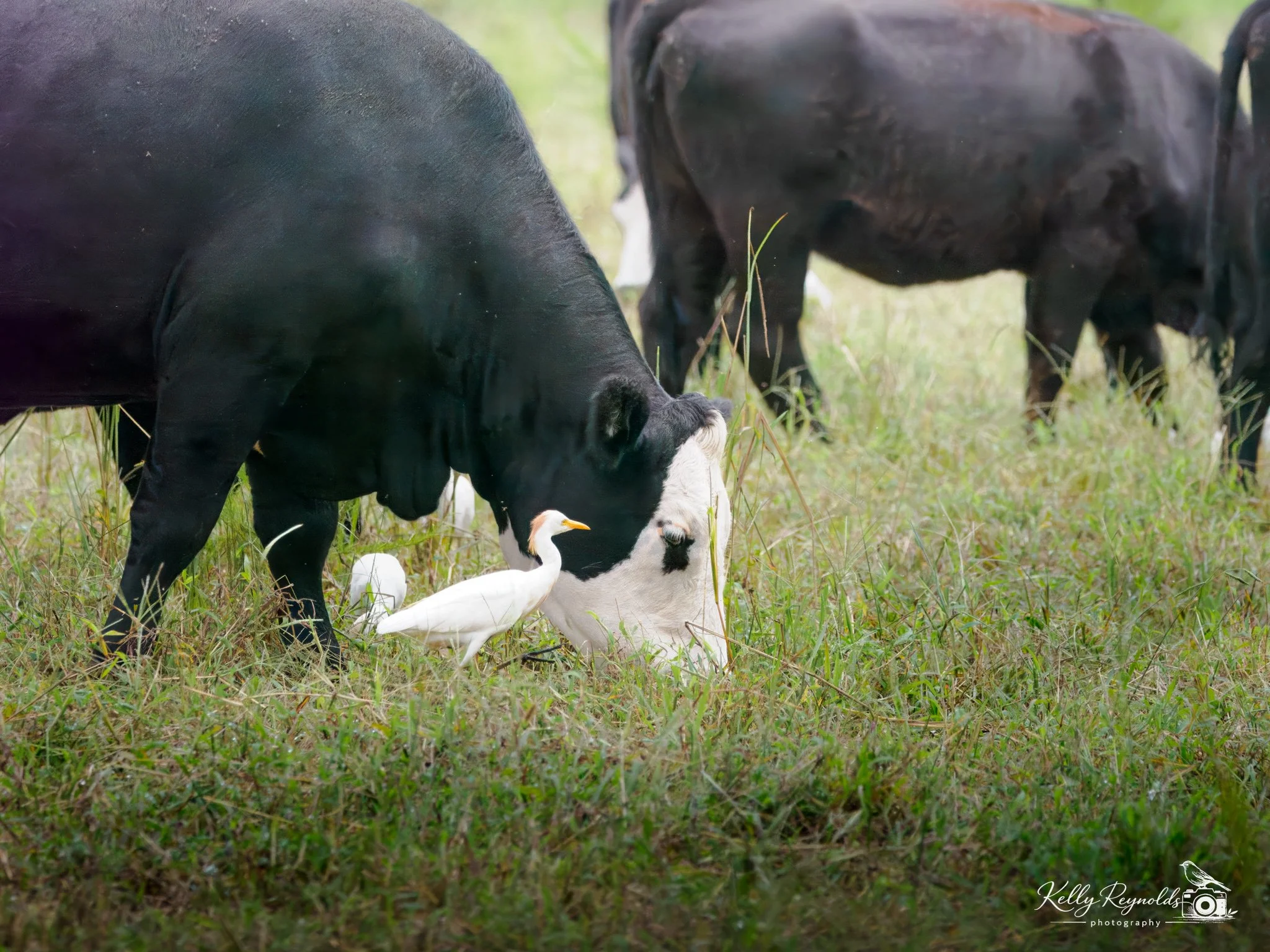 Cattle Egret-3.jpg
