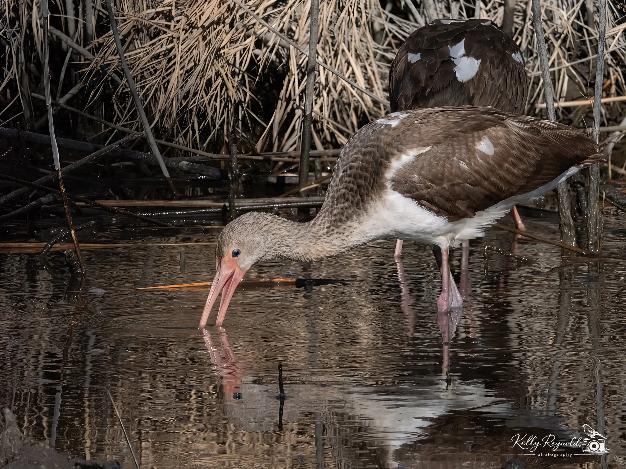 _C316920-Edit.jpg