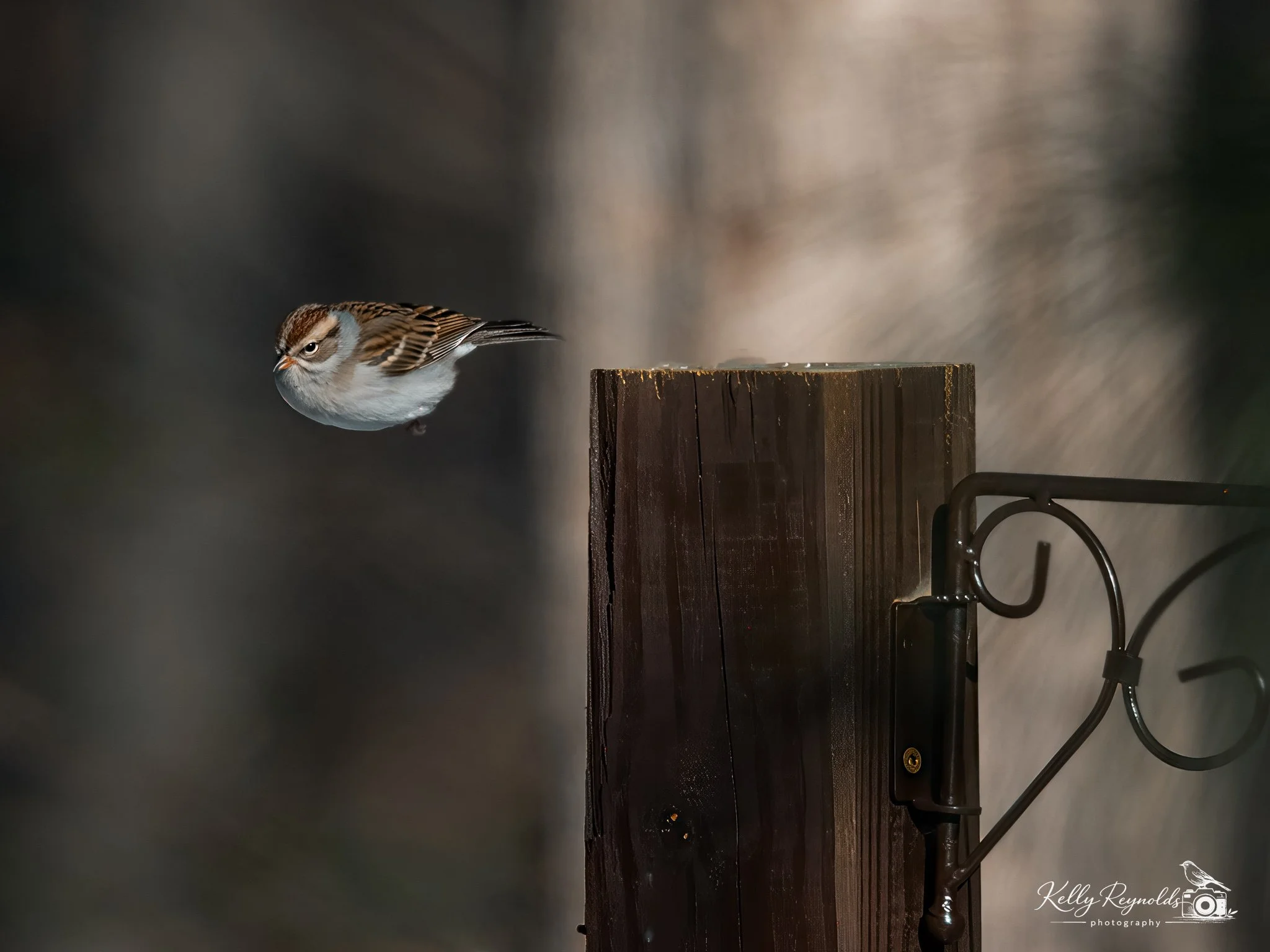 P1272899-Edit.jpg