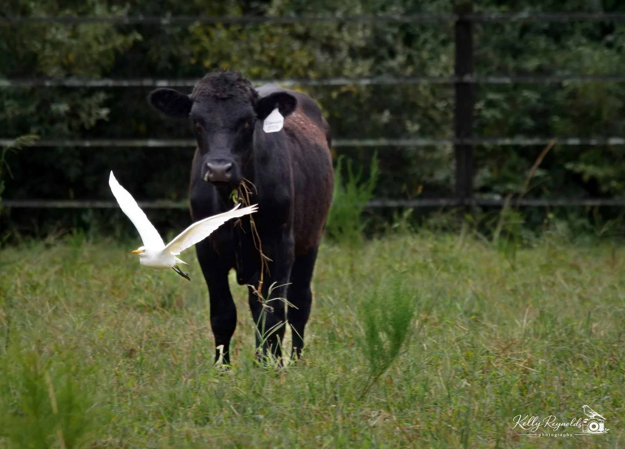 Cattle Egret-1.jpg