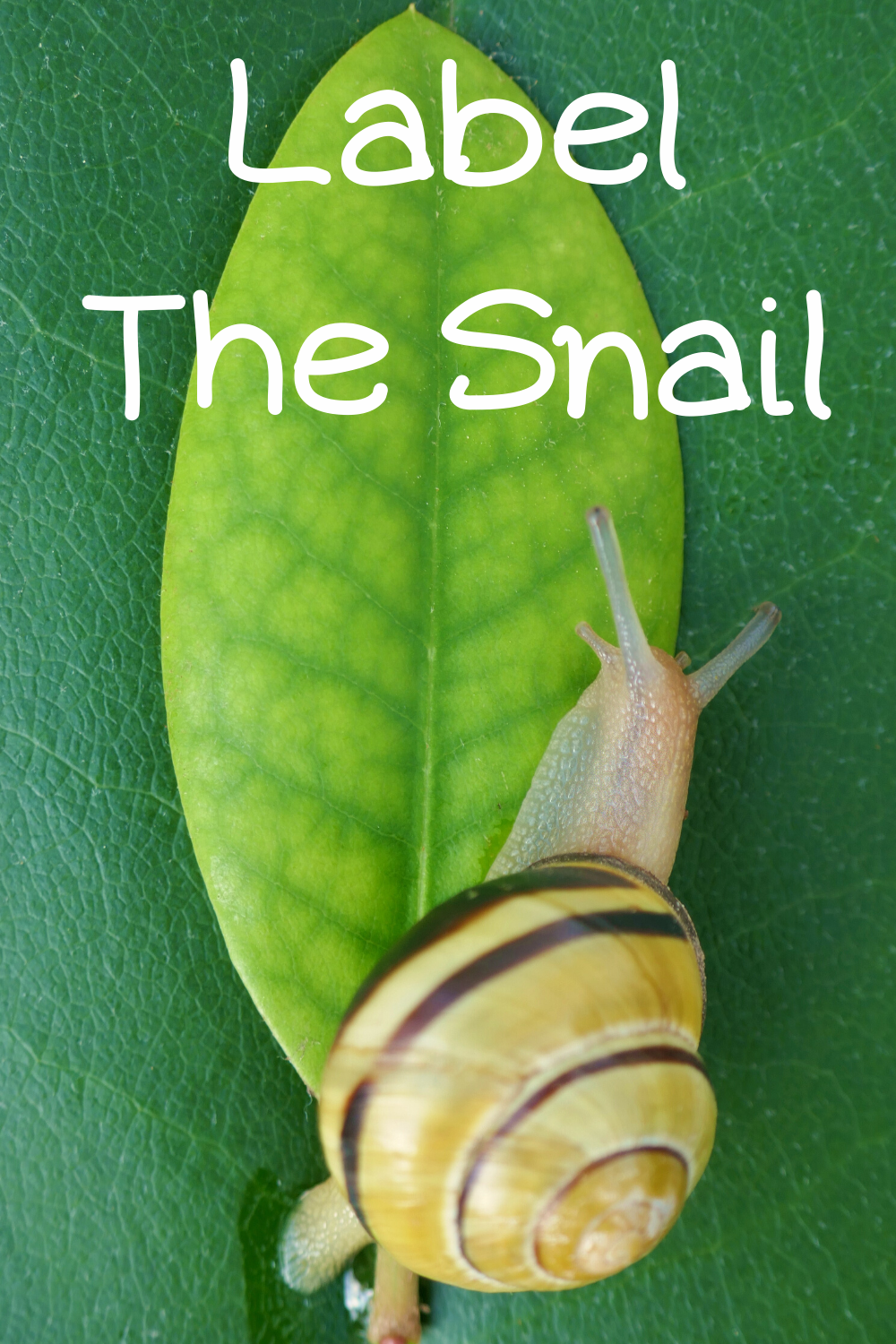 Label The Snail — Little Zoo To You