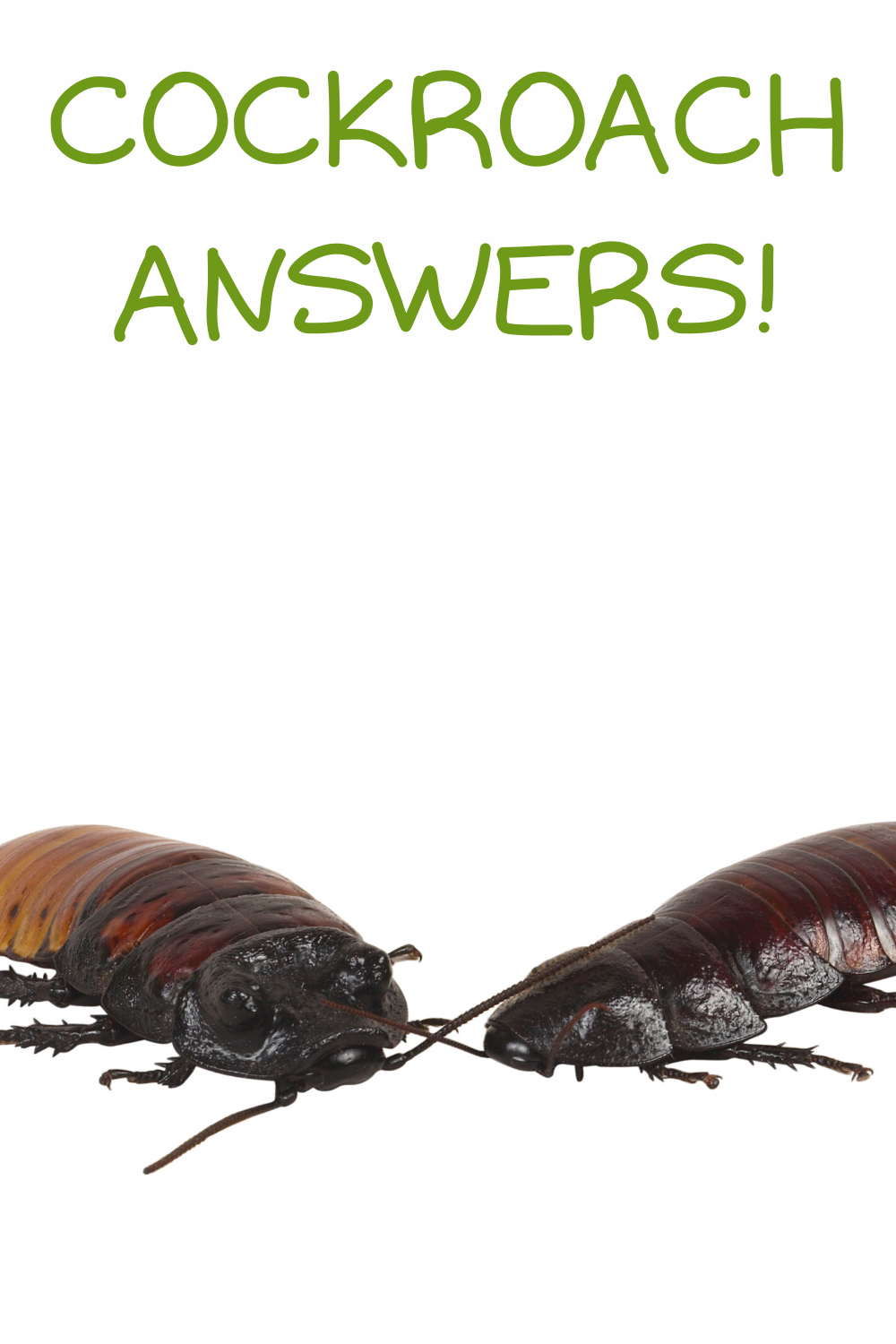 Cockroach Riddles Cockroach — Little Zoo To You