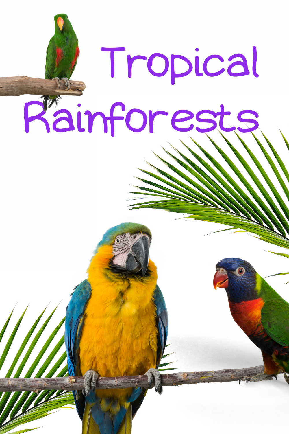 Rainforests Pack For Younger Children