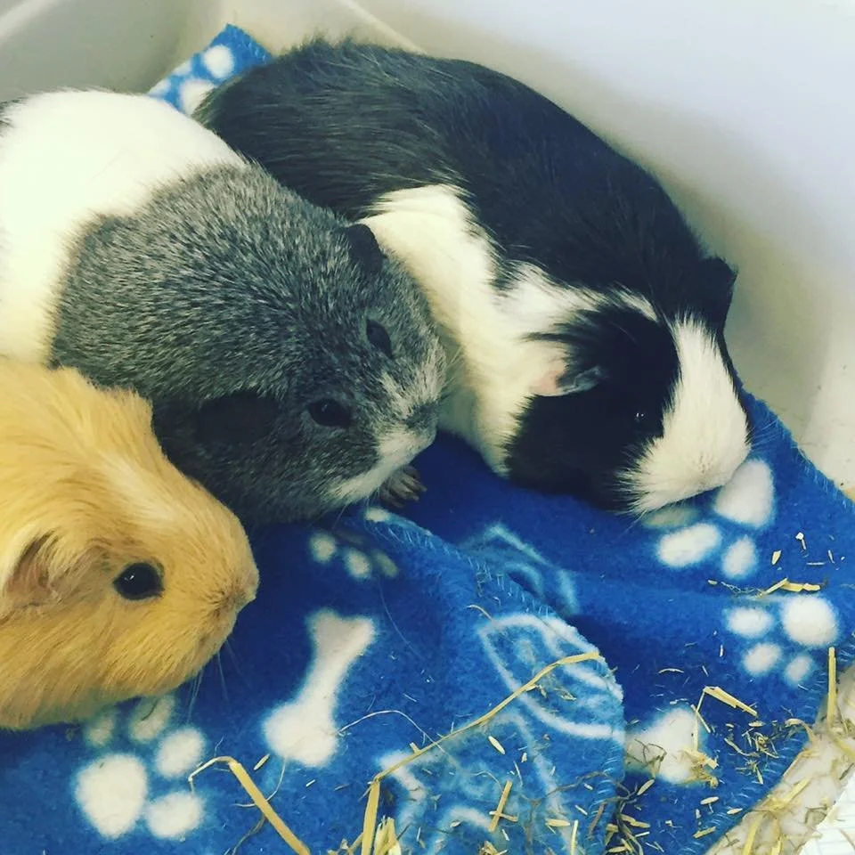 Snap Crackle & Pop.jpg