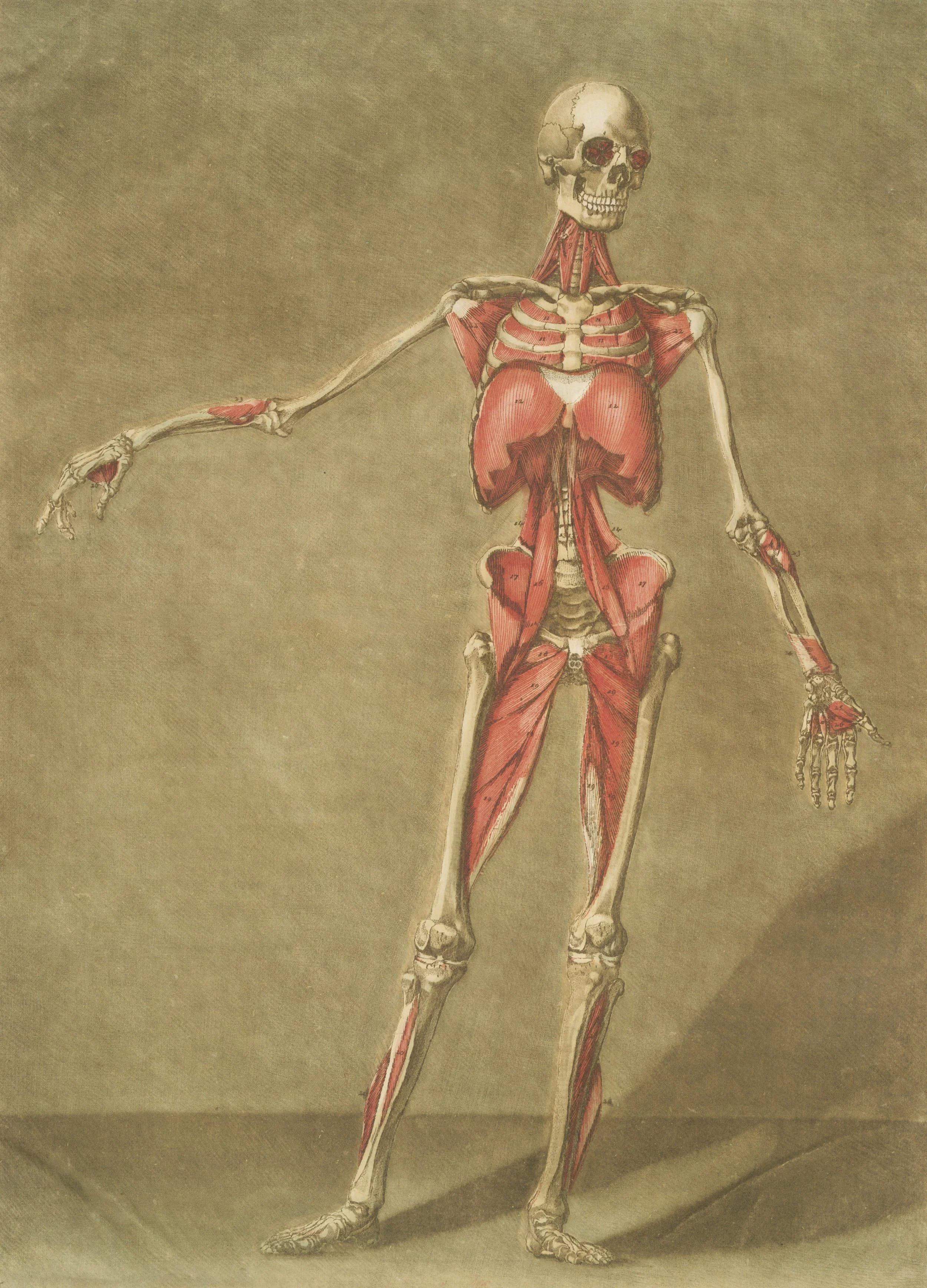 Fascinating Fascia