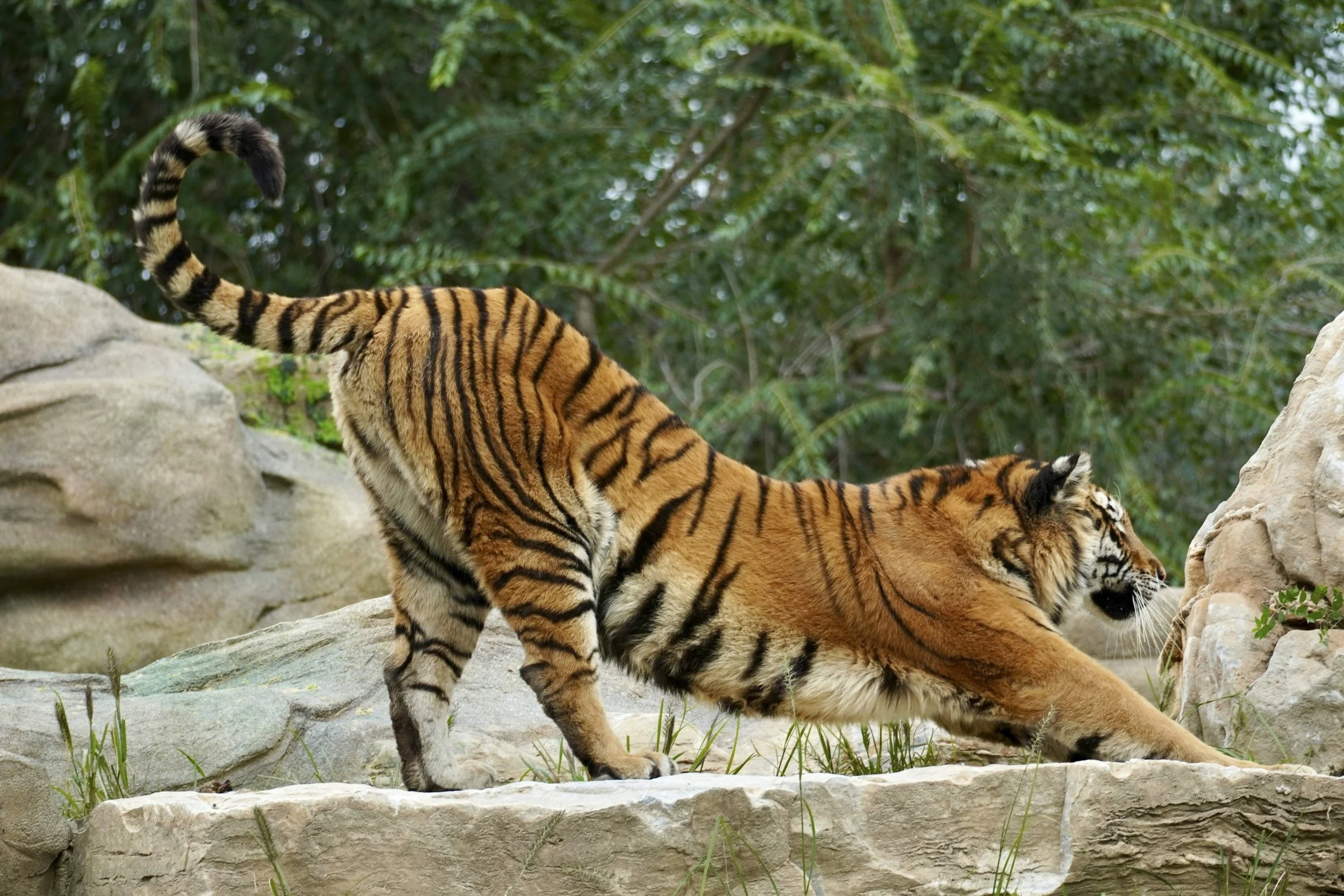 Pandiculating compared to stretching