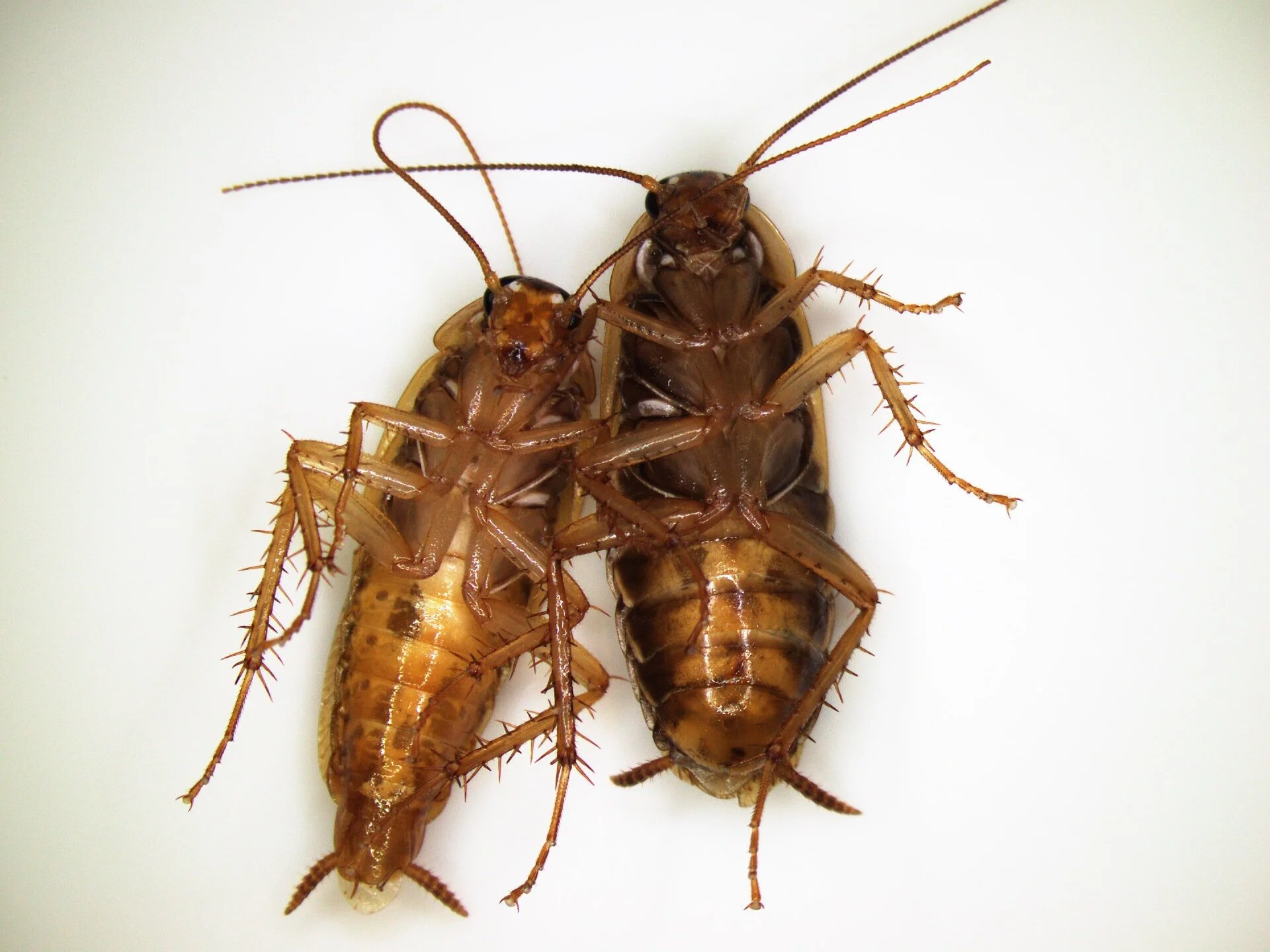 roach-nov-11-2019-8.jpg