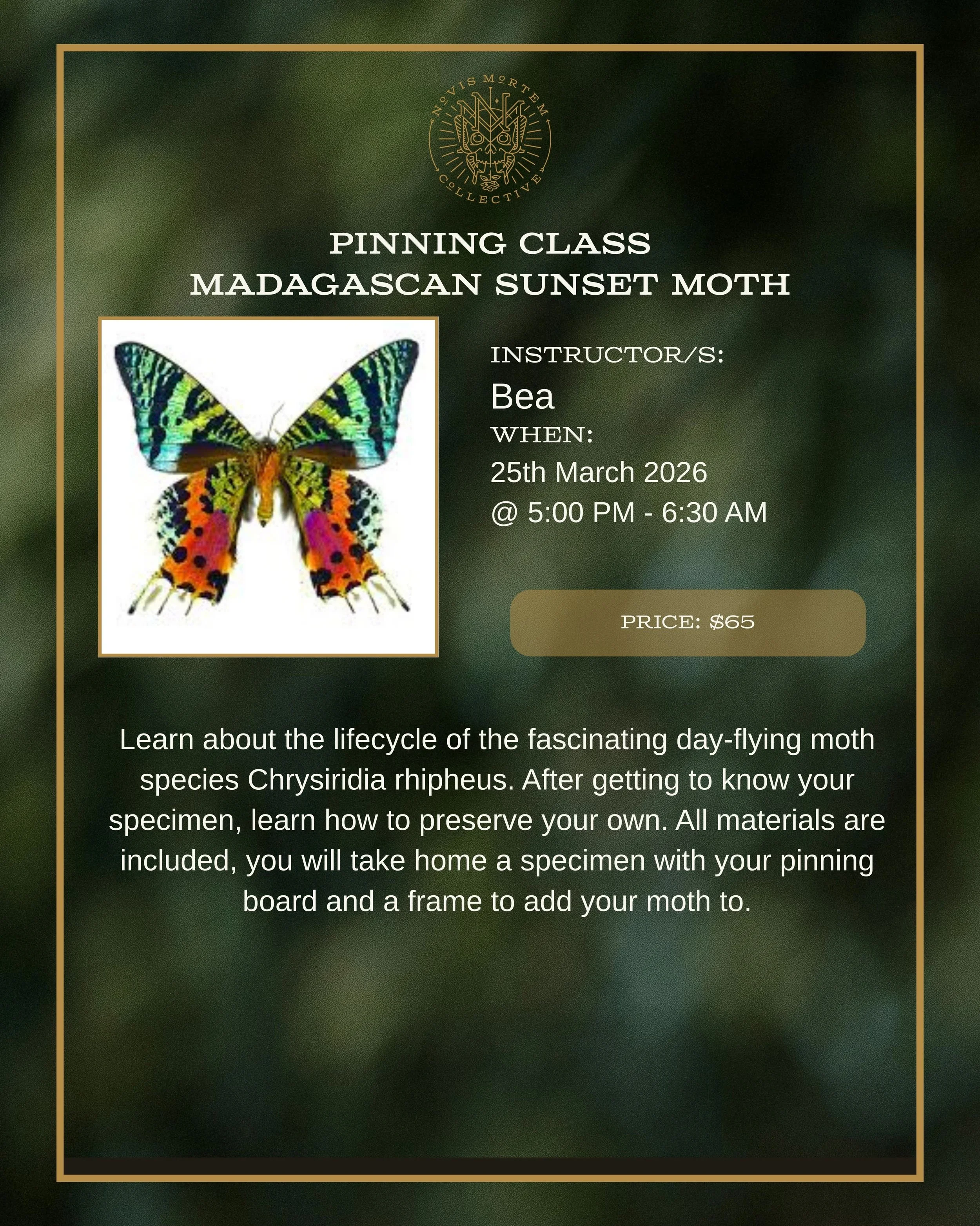 Pinning Class - Madagascan Sunset Moth