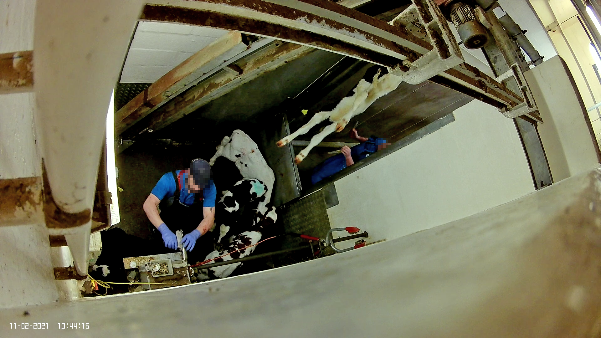 Young male dairy calves being slaughtered at the G &amp; Gb Hewitt abattoir in Chester.