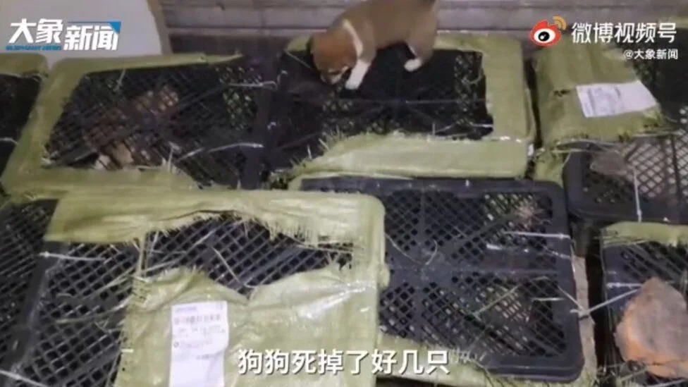 Animals die in China's 'mystery pet box' craze
