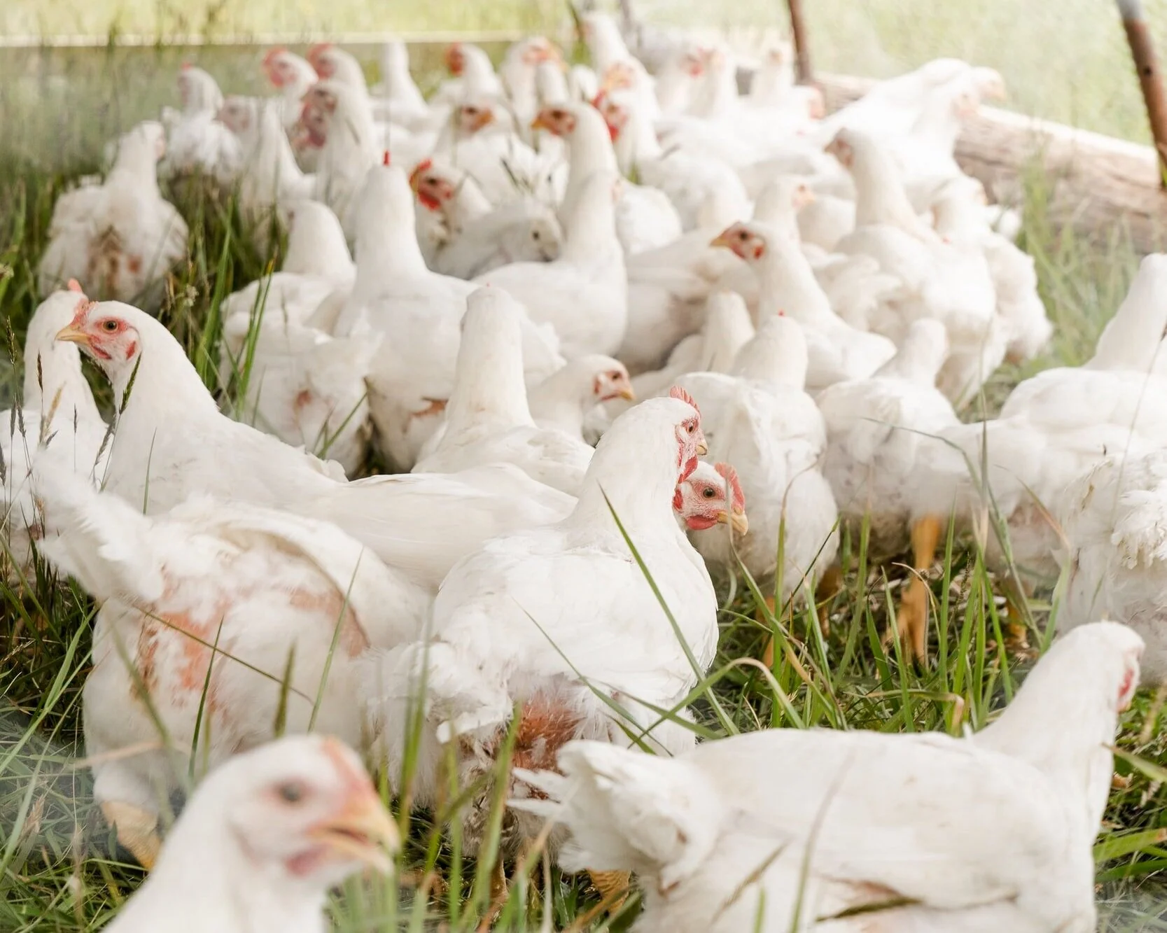 Russia’s broiler producers apparently not threatened by vegan poultry launch, despite predictions of 10% growth per year