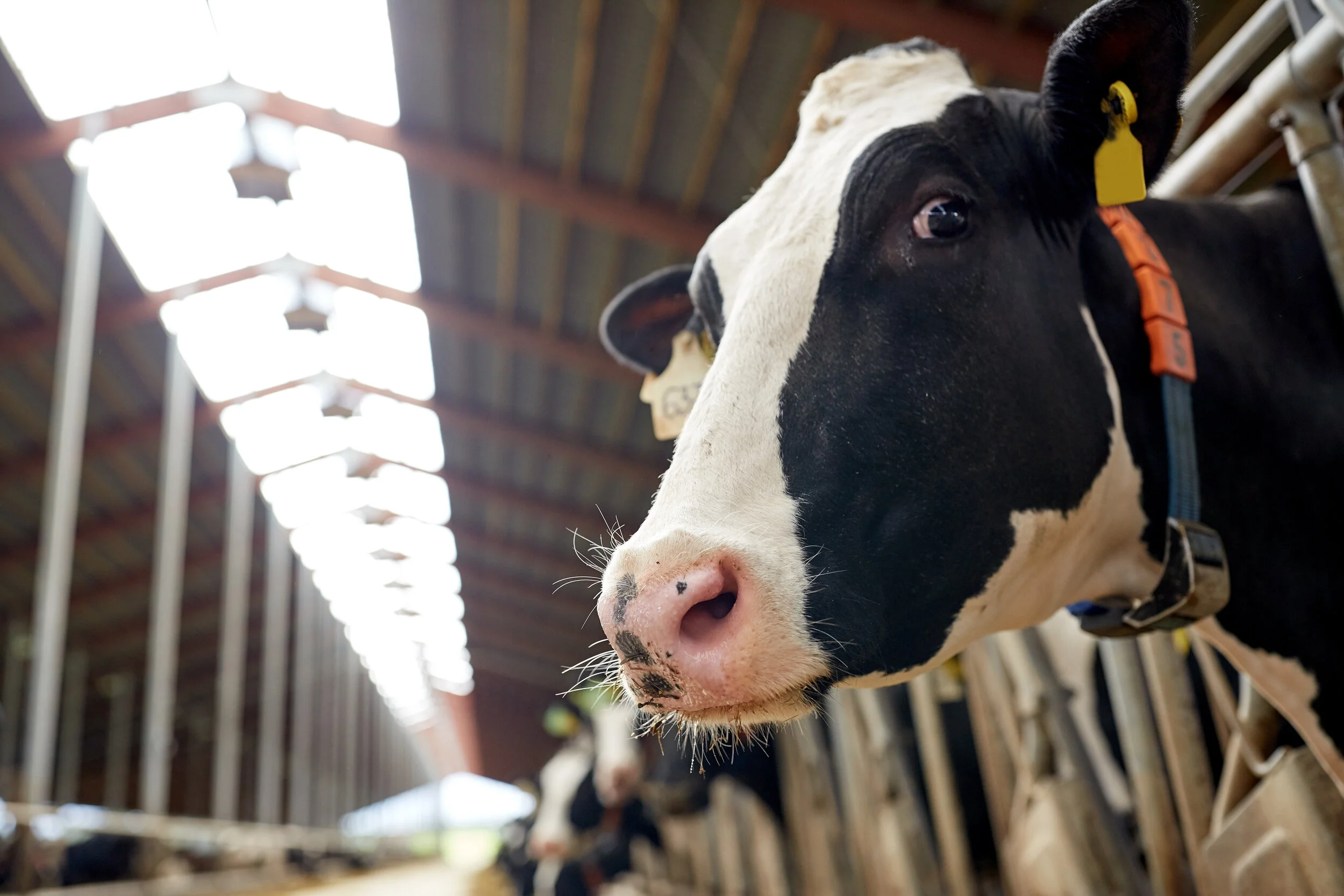 I took a course for dairy farmers as a vegan and this is what I learnt