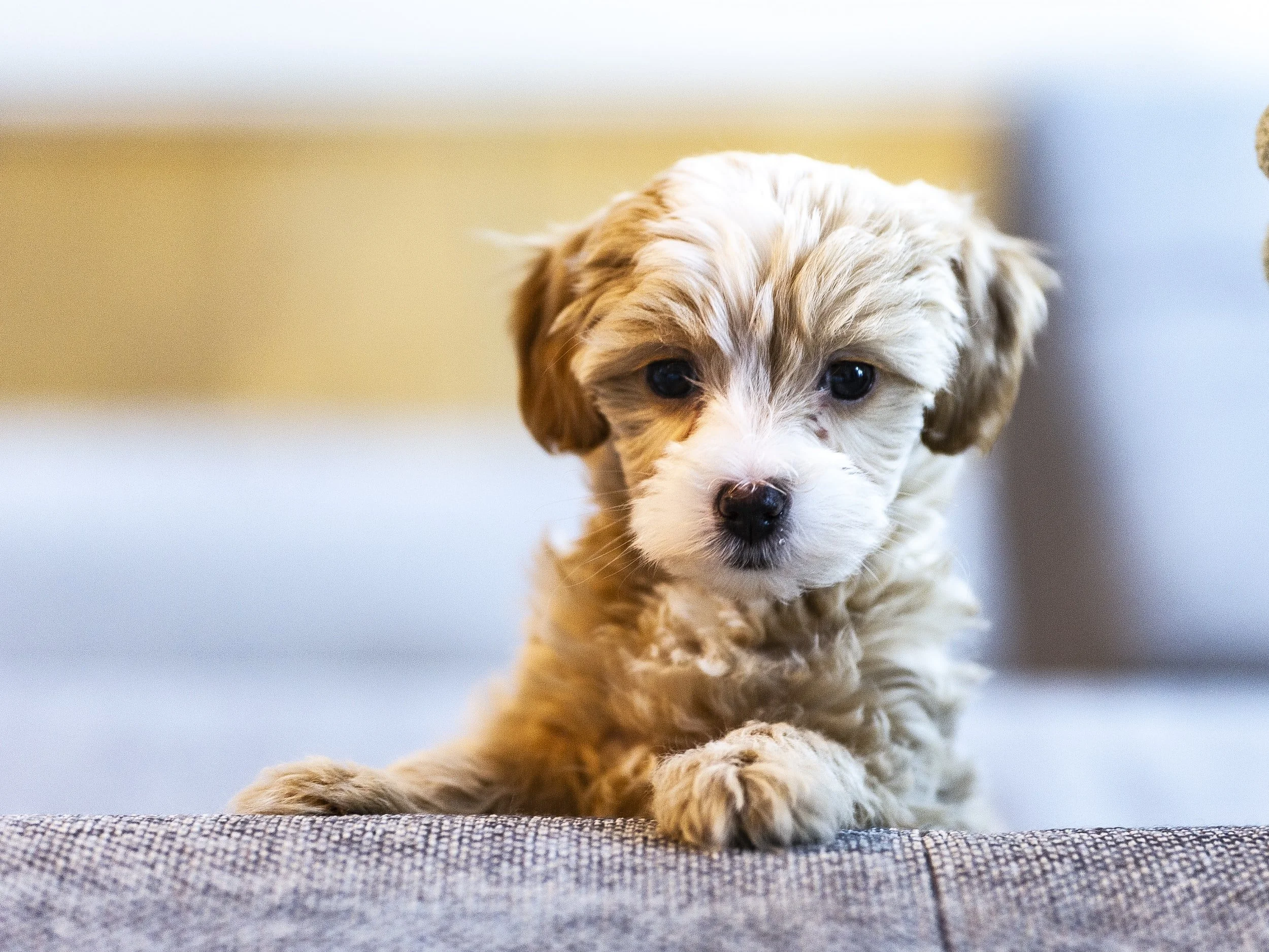 ‘Petfishing’, the scourge of Christmas - why take the risk when you can adopt?