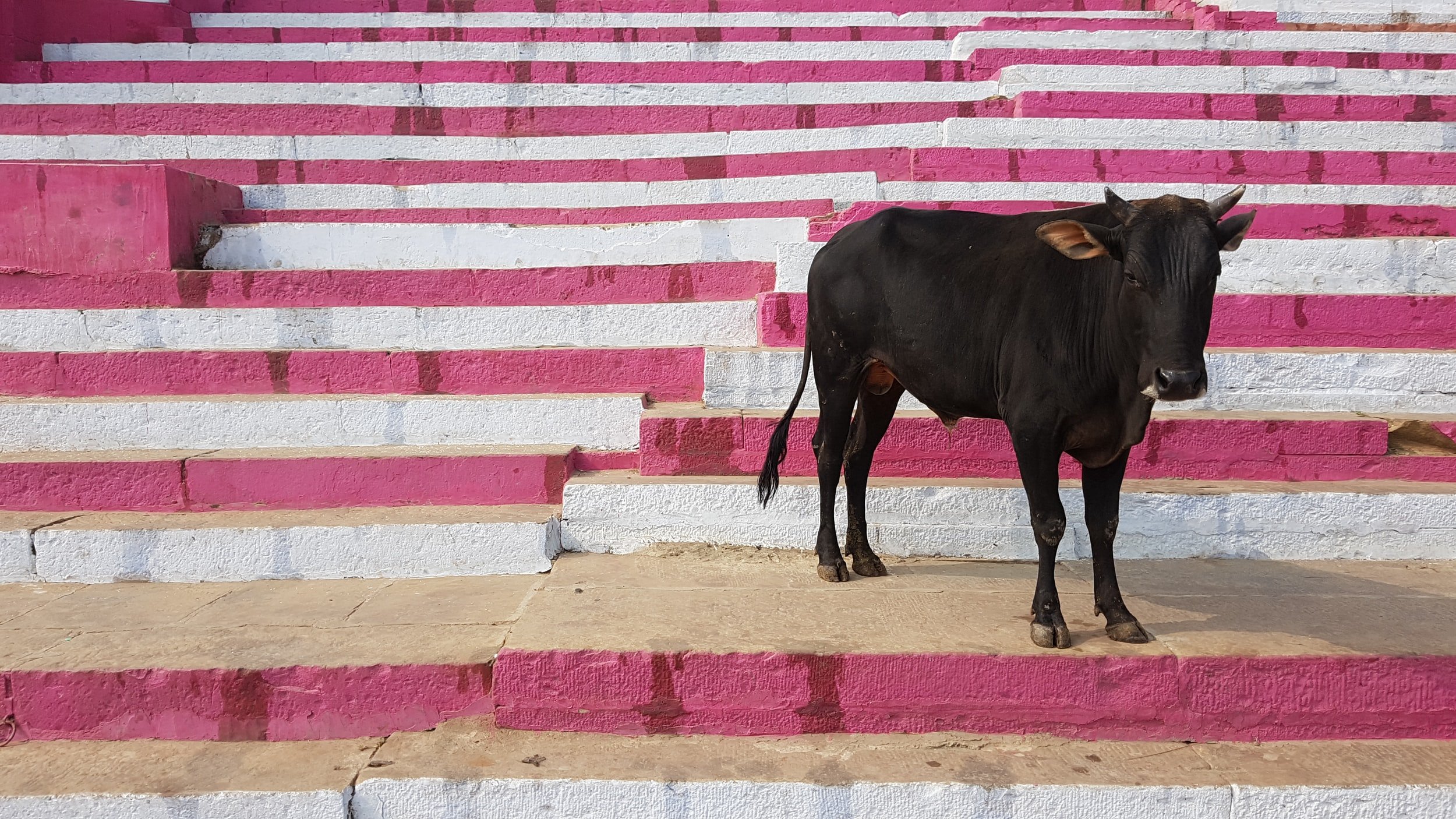 Spain no longer regards animals as “objects” as new sentience law passed, but bullfighting continues
